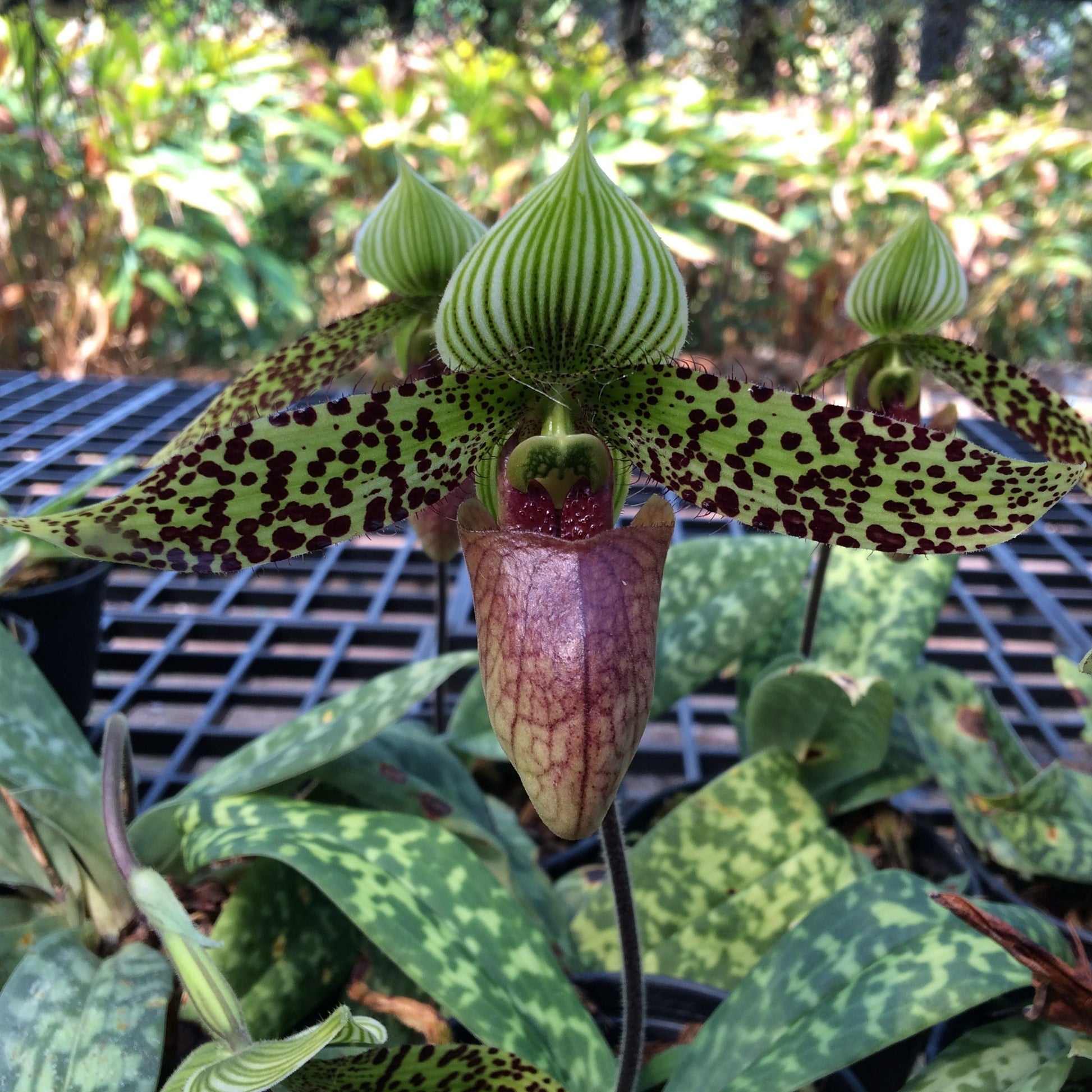 Paphiopedilum sukhakulii - PotPlantPetal