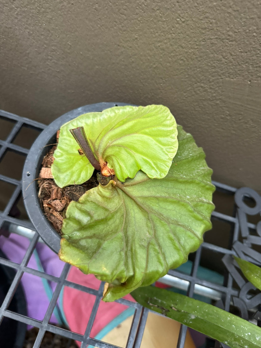 Platycerium ridleyi (Ridley’s Staghorn Fern) - PotPlantPetal