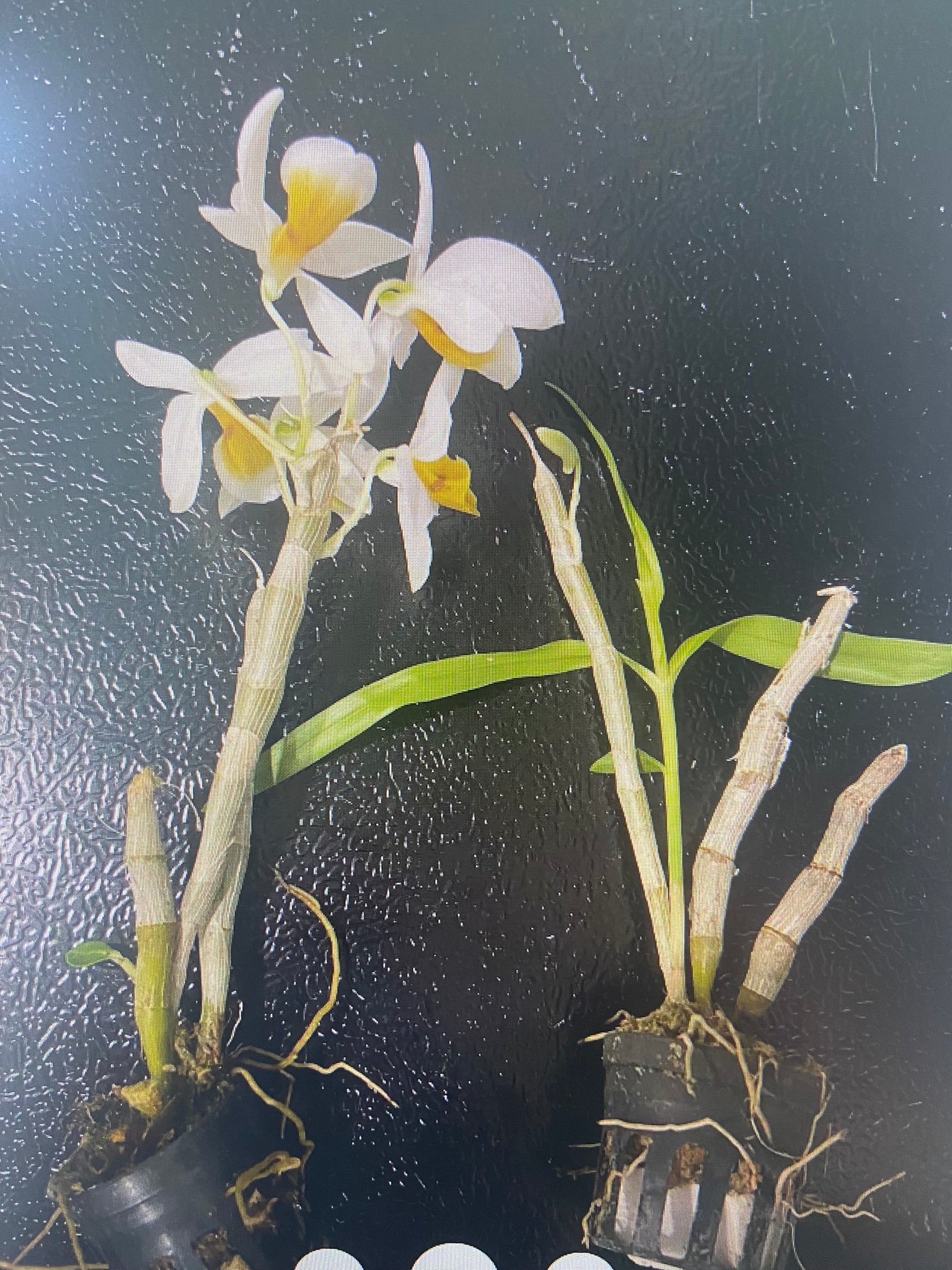 Dendrobium bensoniae - PotPlantPetal