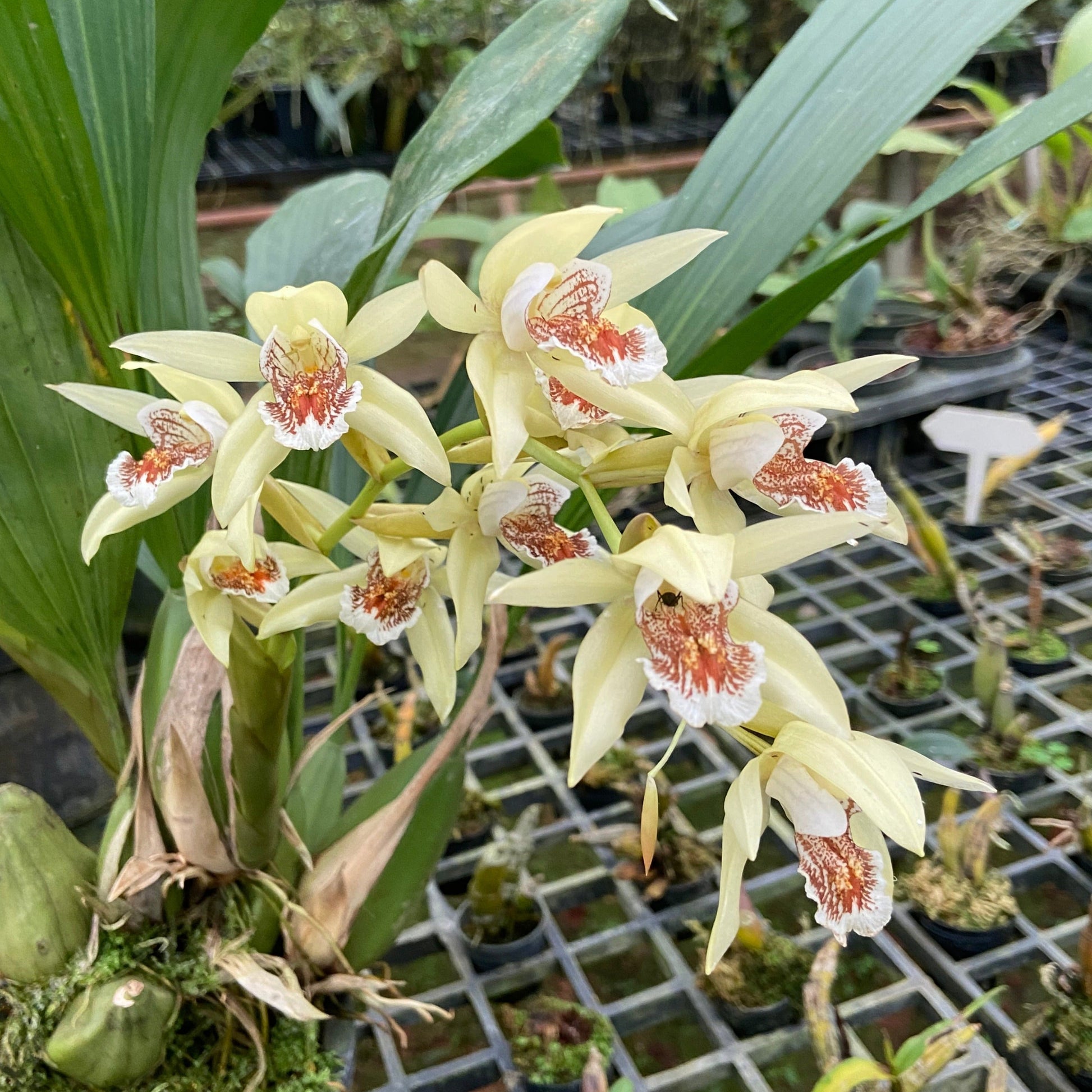 Coelogyne asperata - PotPlantPetal