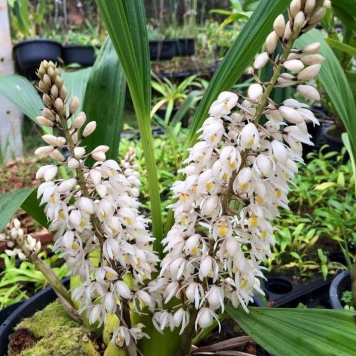 Coelogyne multiflora - PotPlantPetal