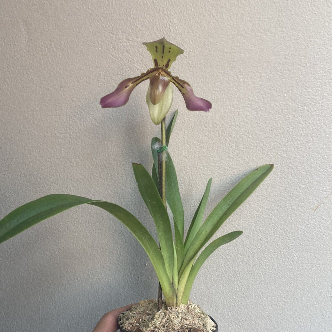 Paphiopedilum tigrinum - PotPlantPetal