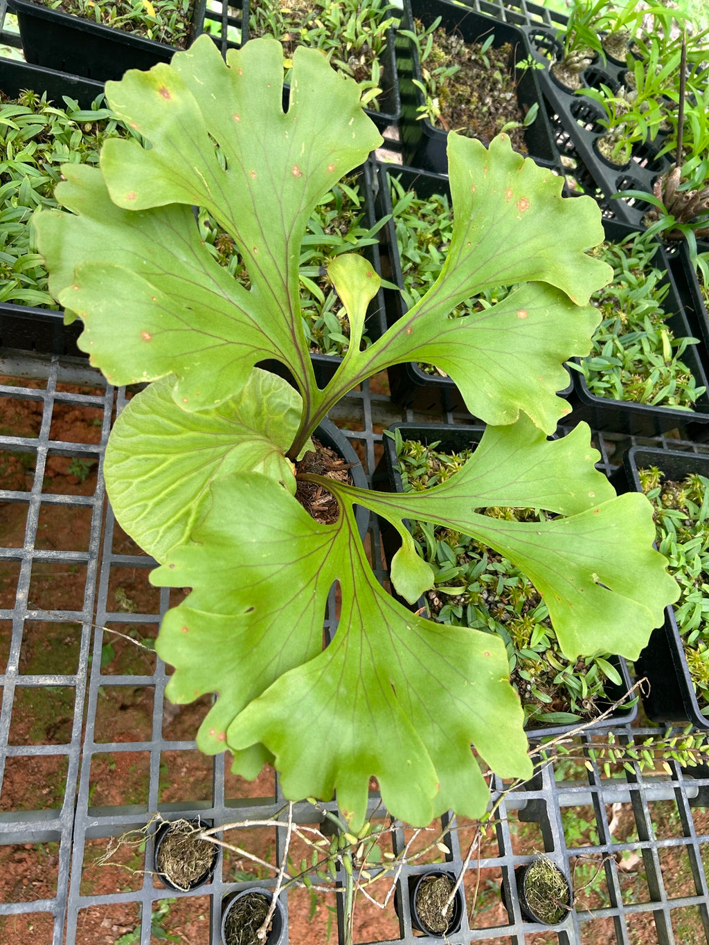 Platycerium ridleyi (Ridley’s Staghorn Fern) - PotPlantPetal