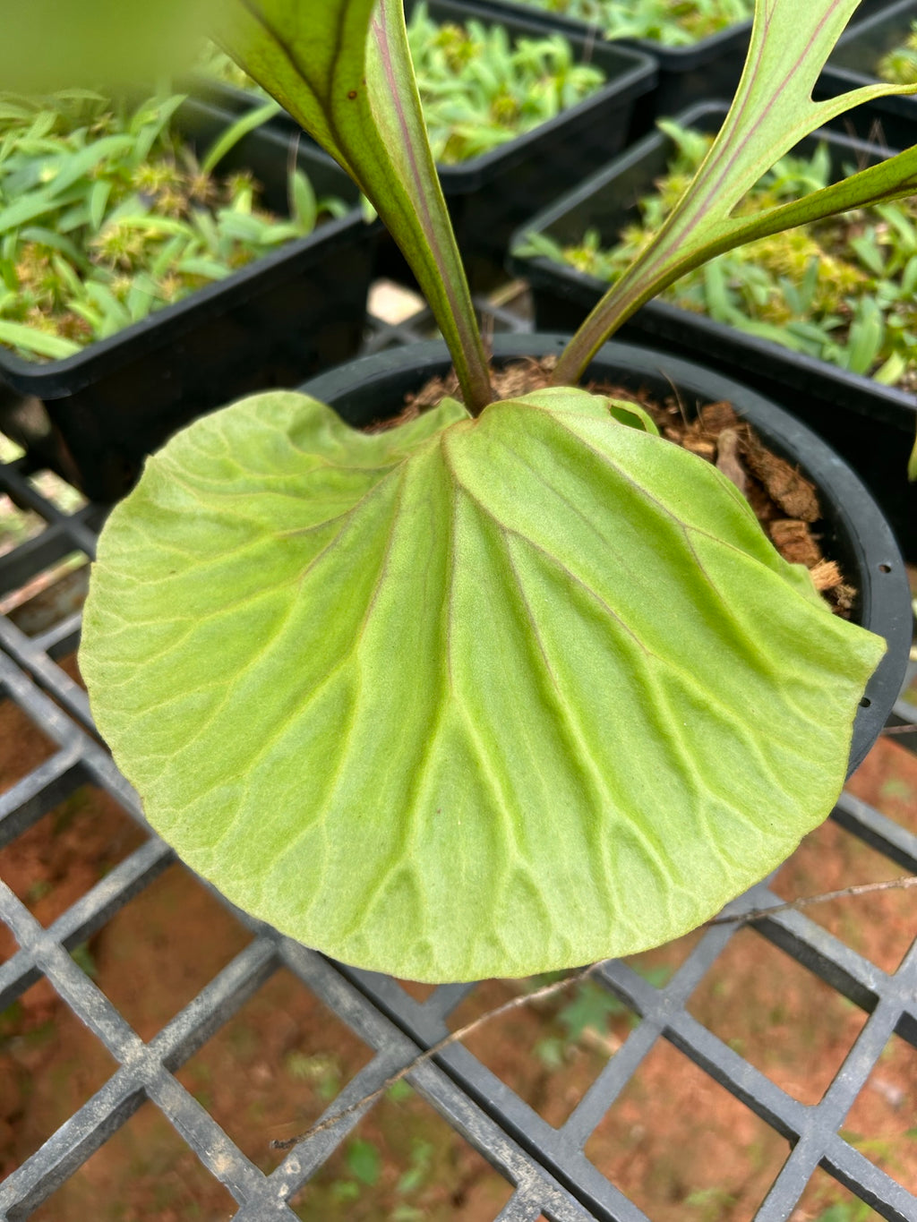 Platycerium ridleyi (Ridley’s Staghorn Fern) - PotPlantPetal