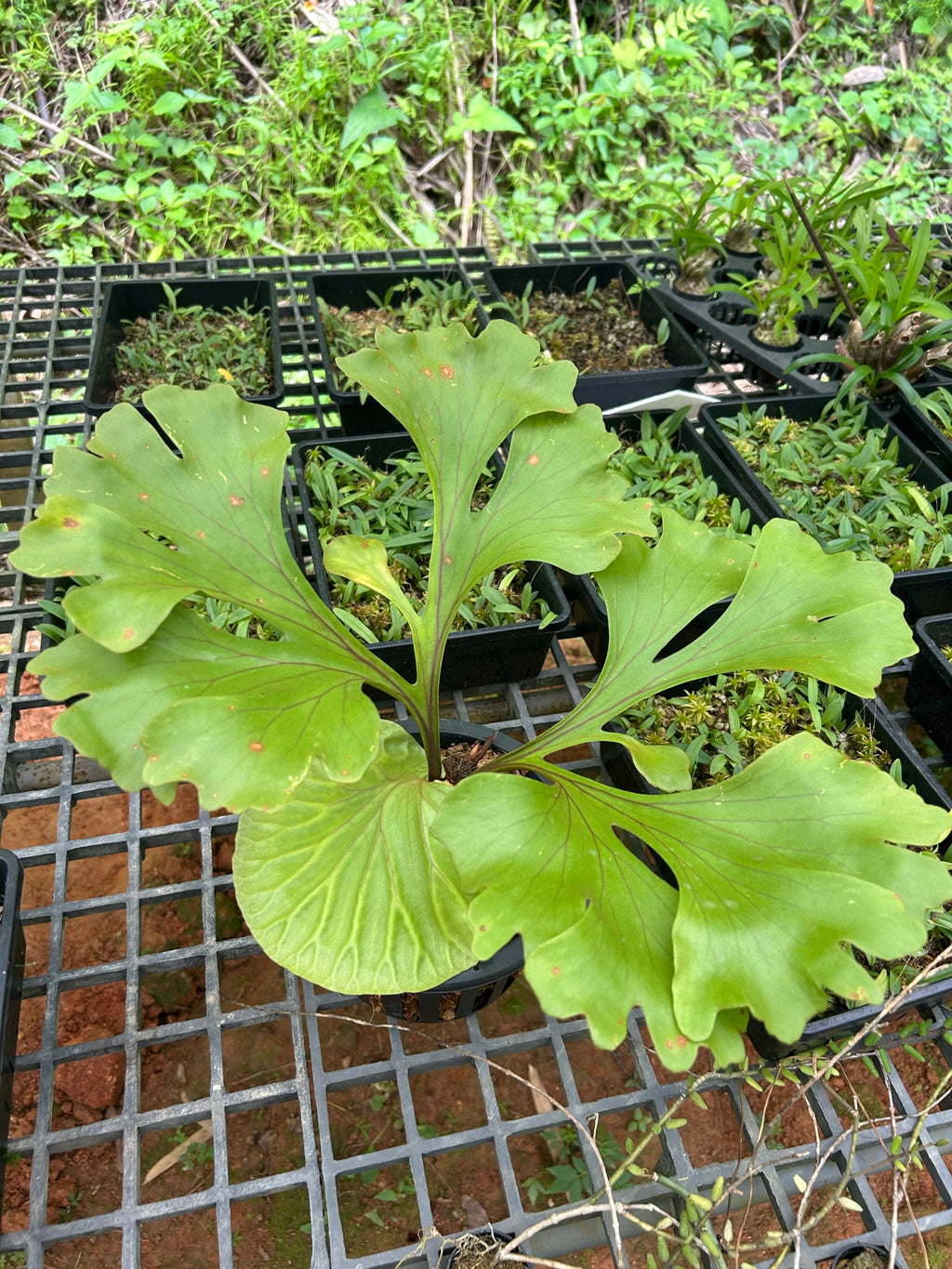 Platycerium ridleyi (Ridley’s Staghorn Fern) - PotPlantPetal