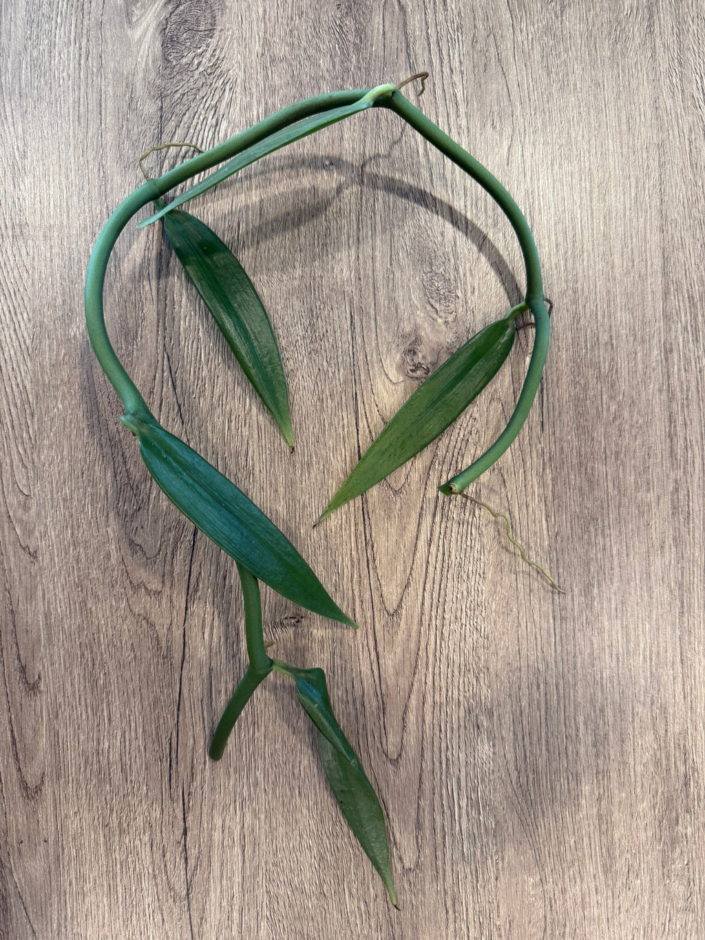 Vanilla cardinalis (Vanilla atropogon) - PotPlantPetal