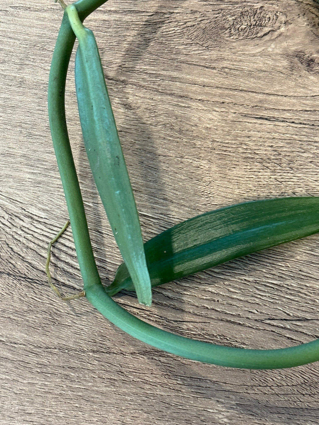 Vanilla cardinalis (Vanilla atropogon) - PotPlantPetal
