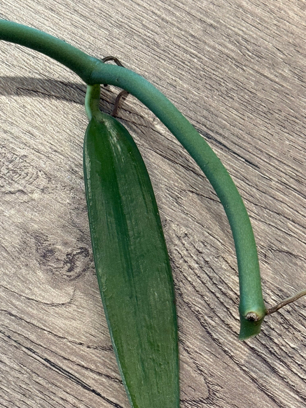 Vanilla cardinalis (Vanilla atropogon) - PotPlantPetal