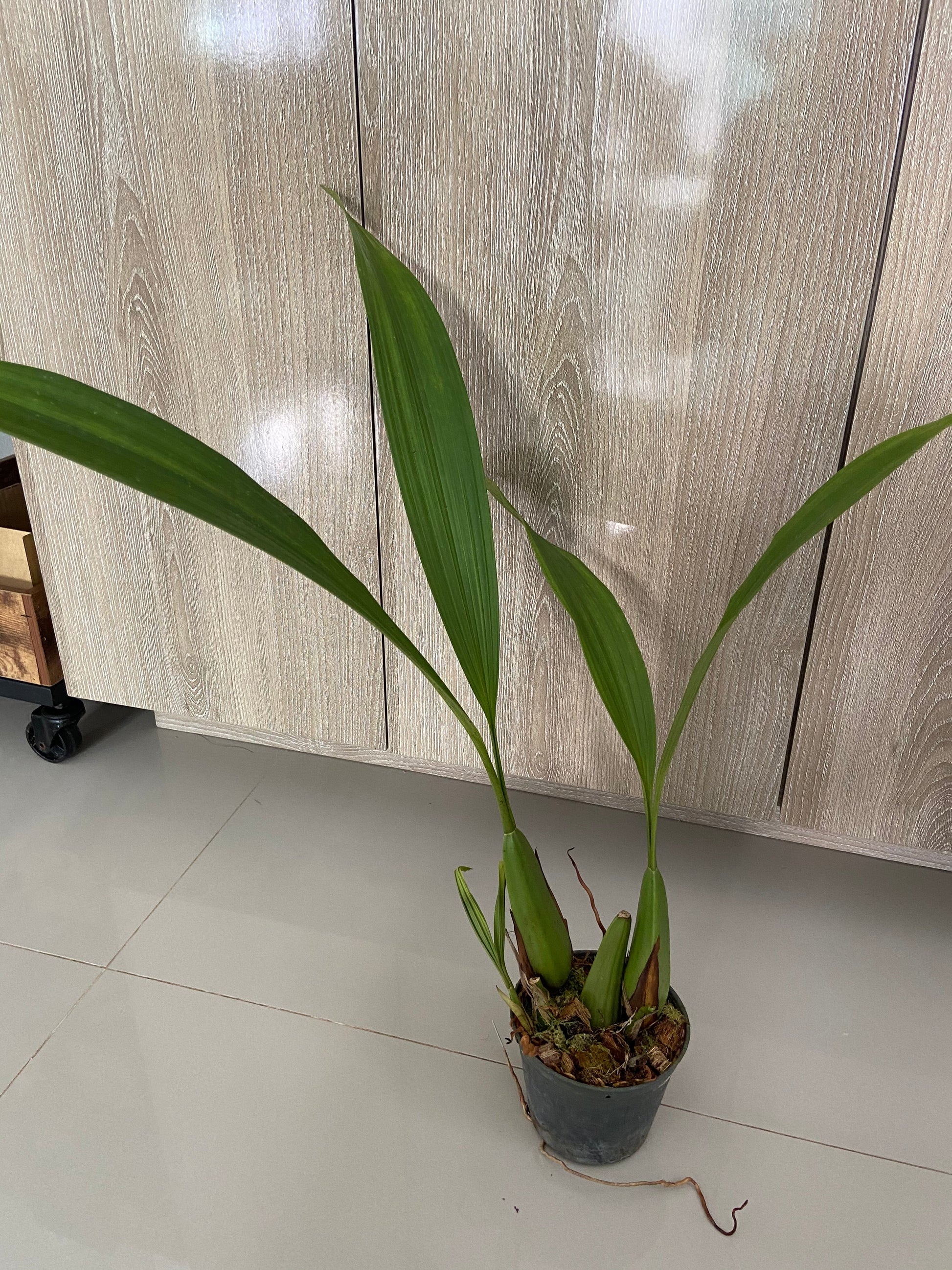 Coelogyne dayana - PotPlantPetal