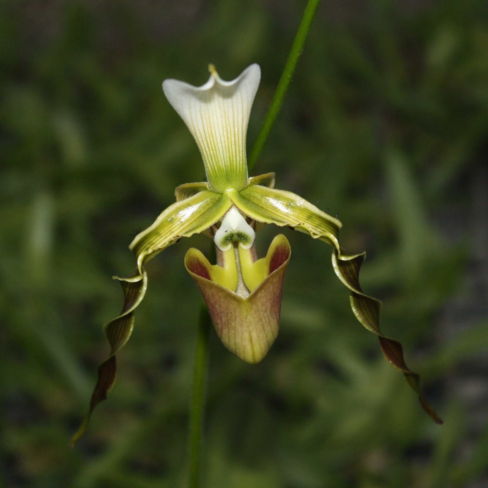 Paphiopedilum dianthum - PotPlantPetal