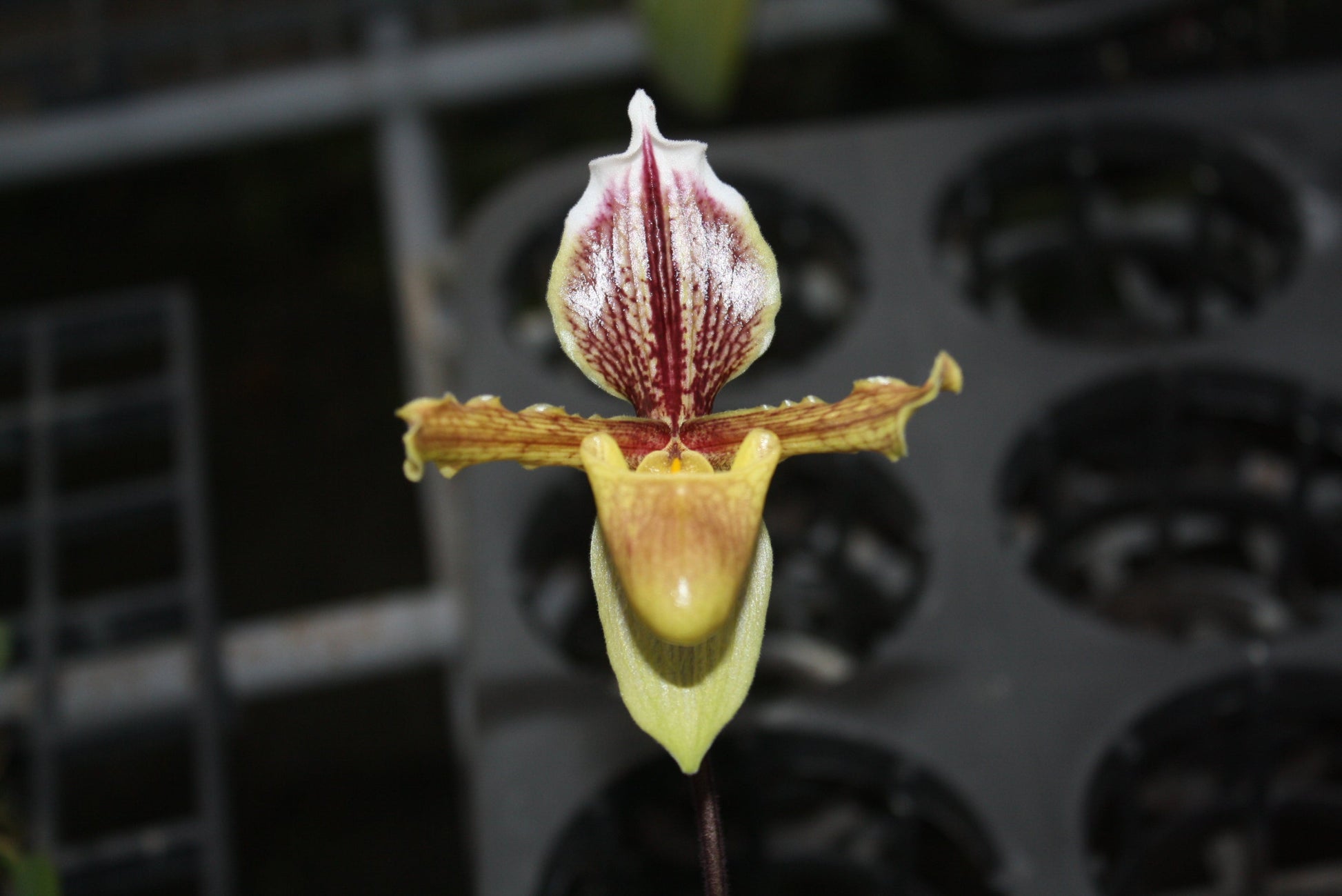 Paphiopedilum sulivongii (Paphiopedilum barbigerum var. sulivongii) - PotPlantPetal