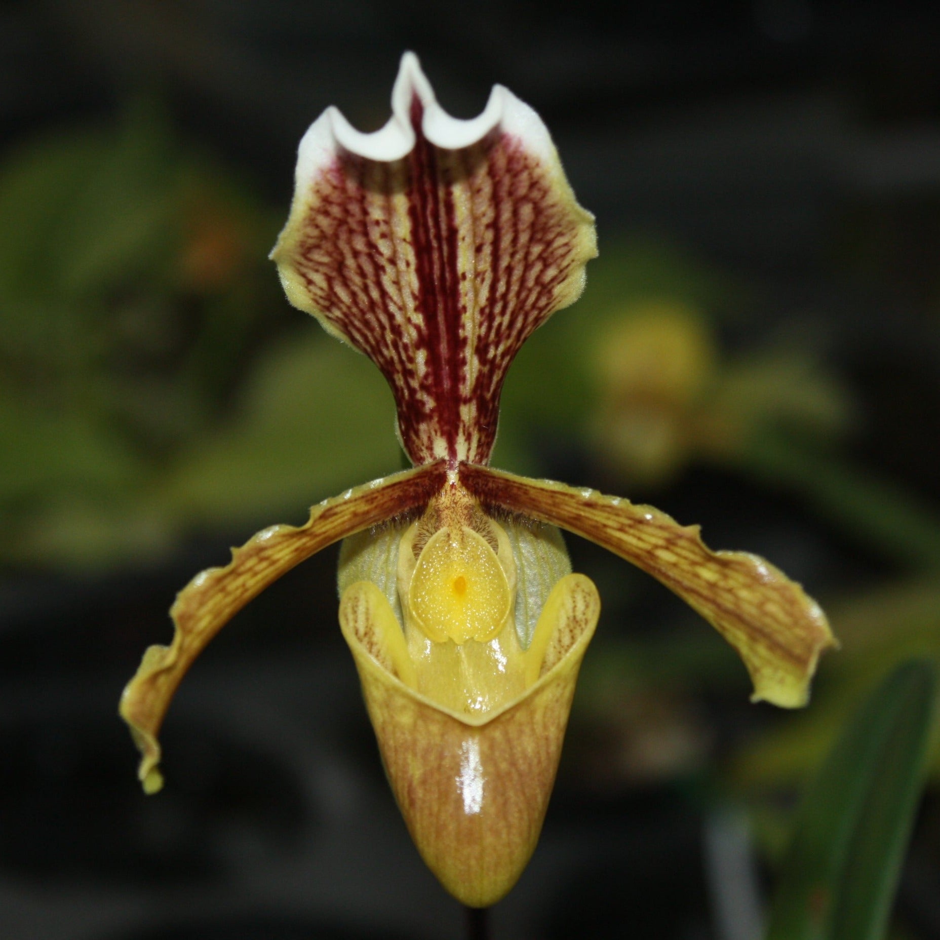 Paphiopedilum sulivongii (Paphiopedilum barbigerum var. sulivongii) - PotPlantPetal