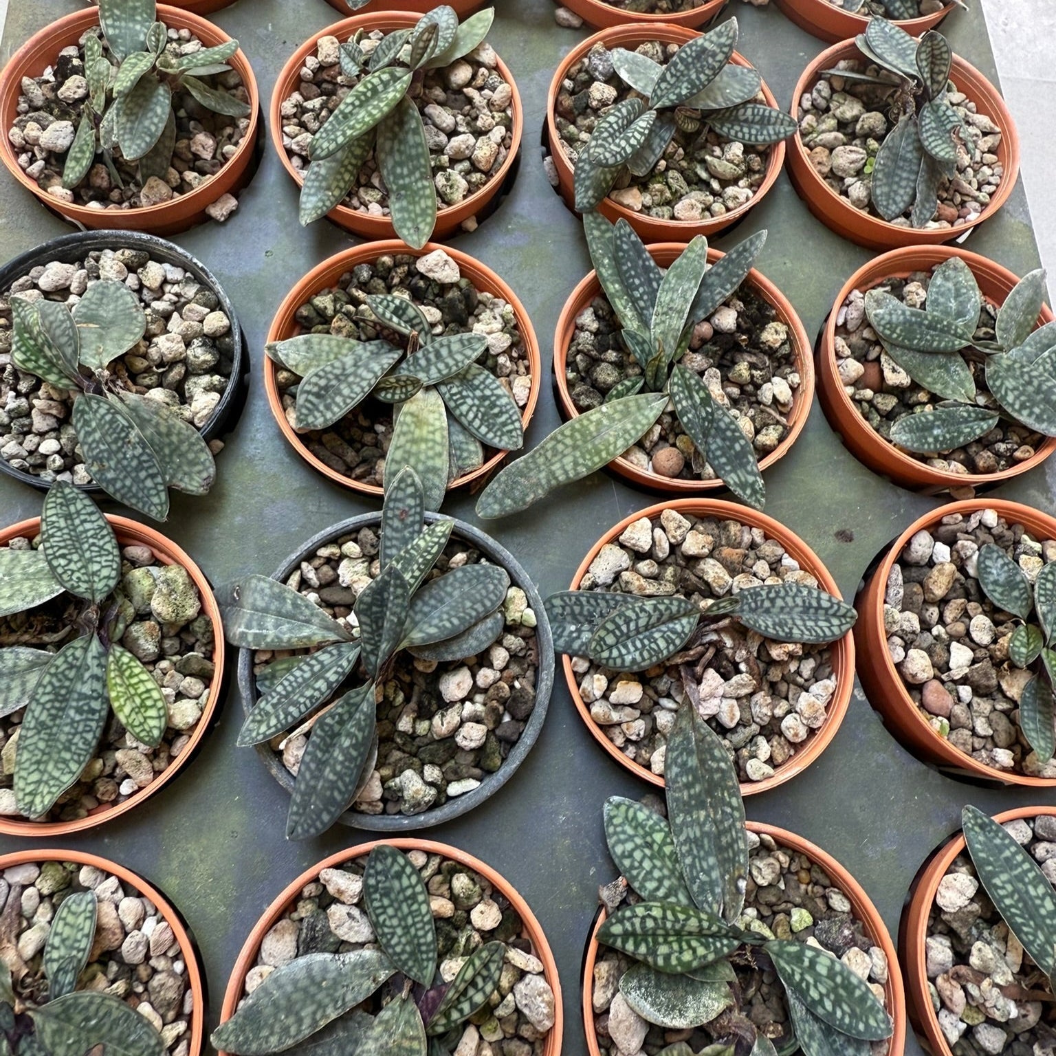 Paphiopedilum rungsuriyanum - PotPlantPetal