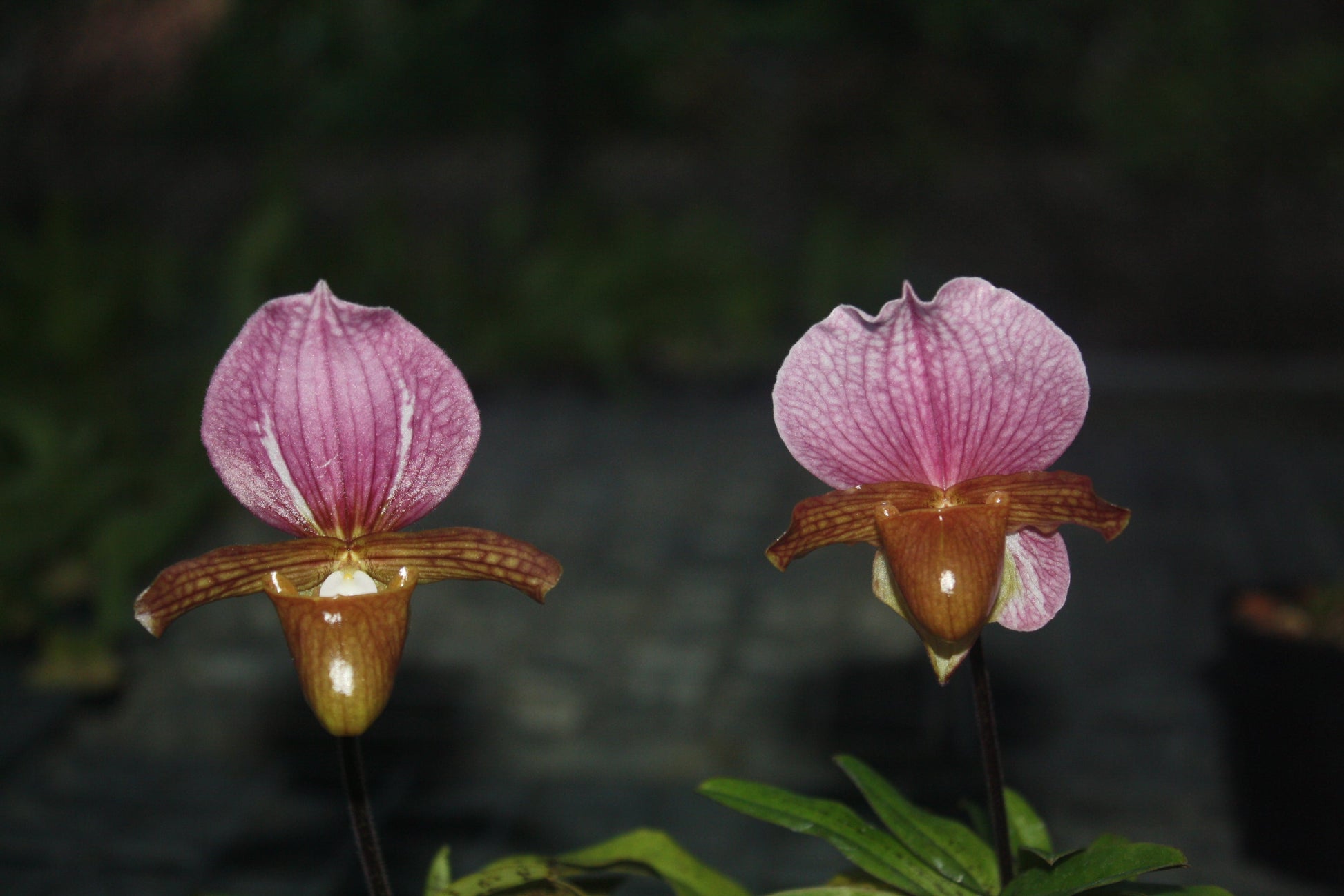 Paphiopedilum charlesworthii - PotPlantPetal
