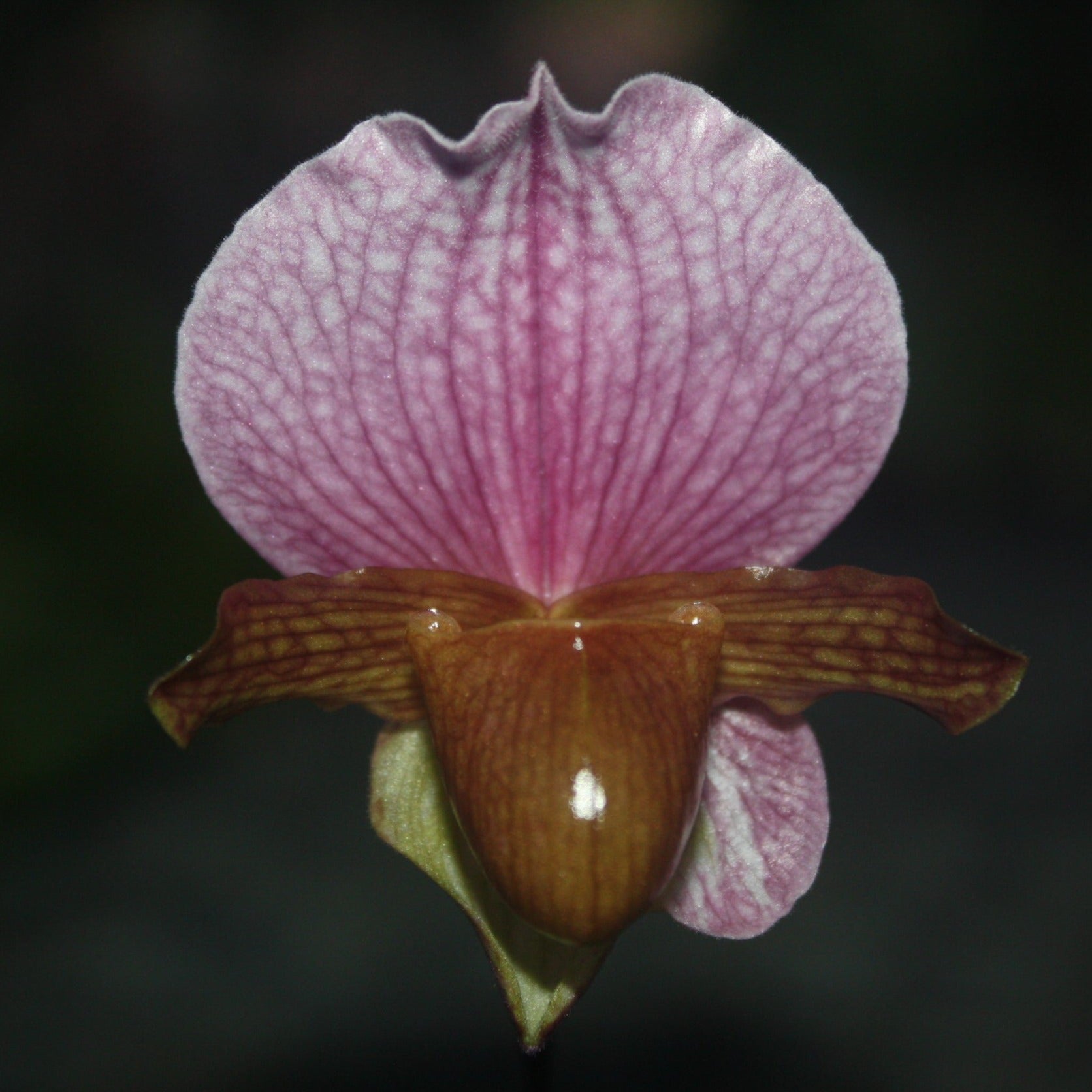 Paphiopedilum charlesworthii - PotPlantPetal