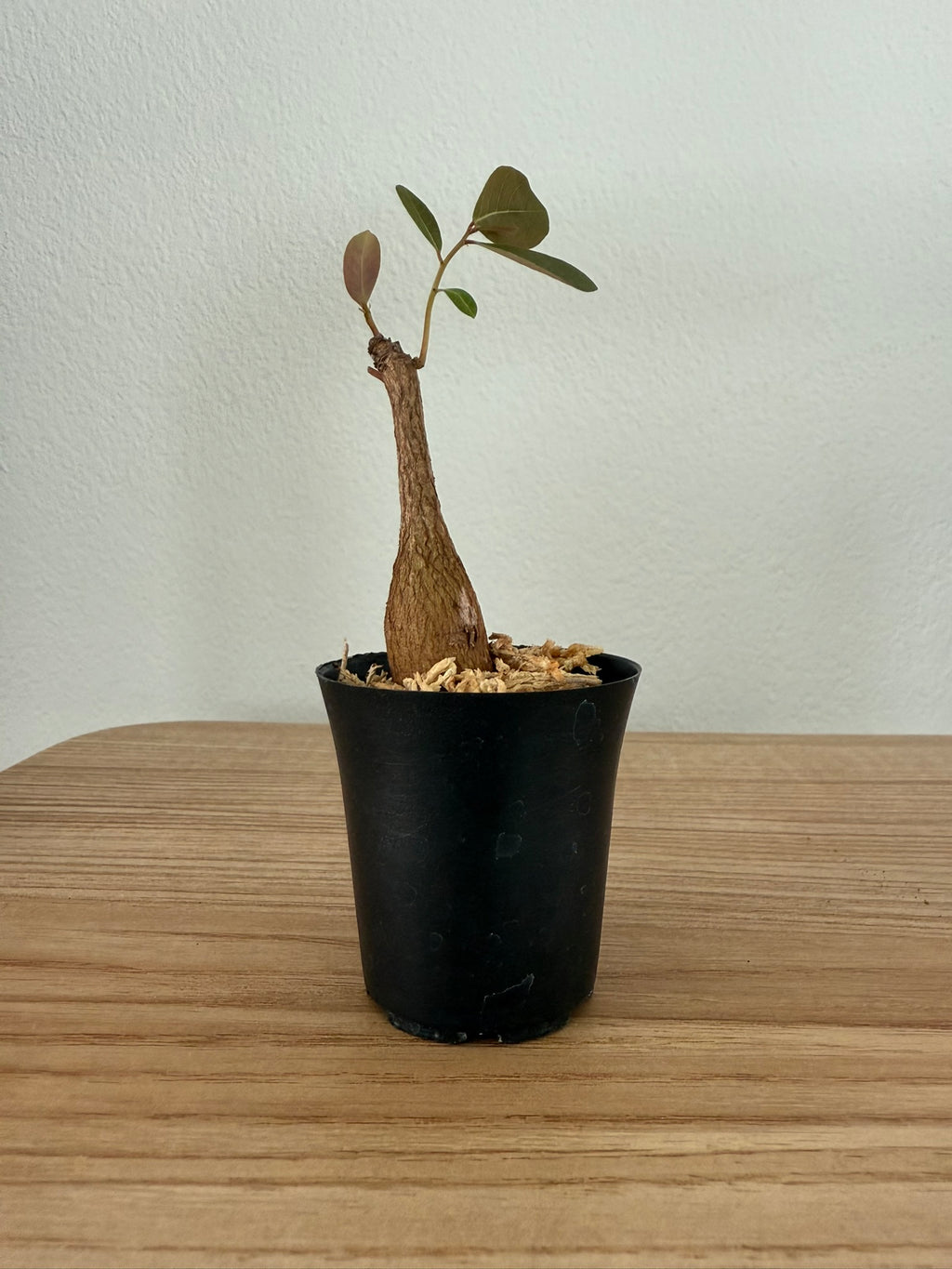 Phyllanthus mirabilis