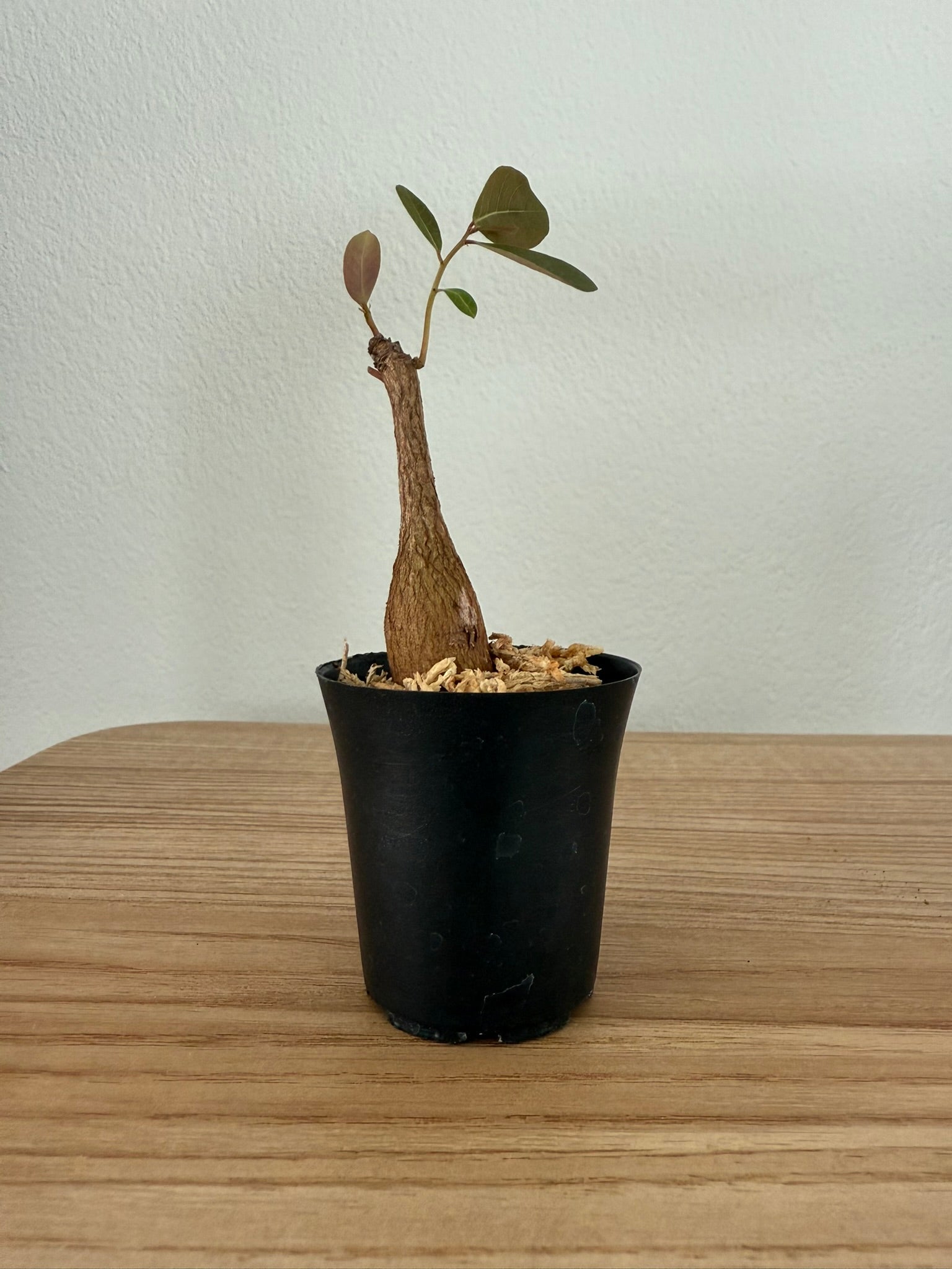 Phyllanthus mirabilis