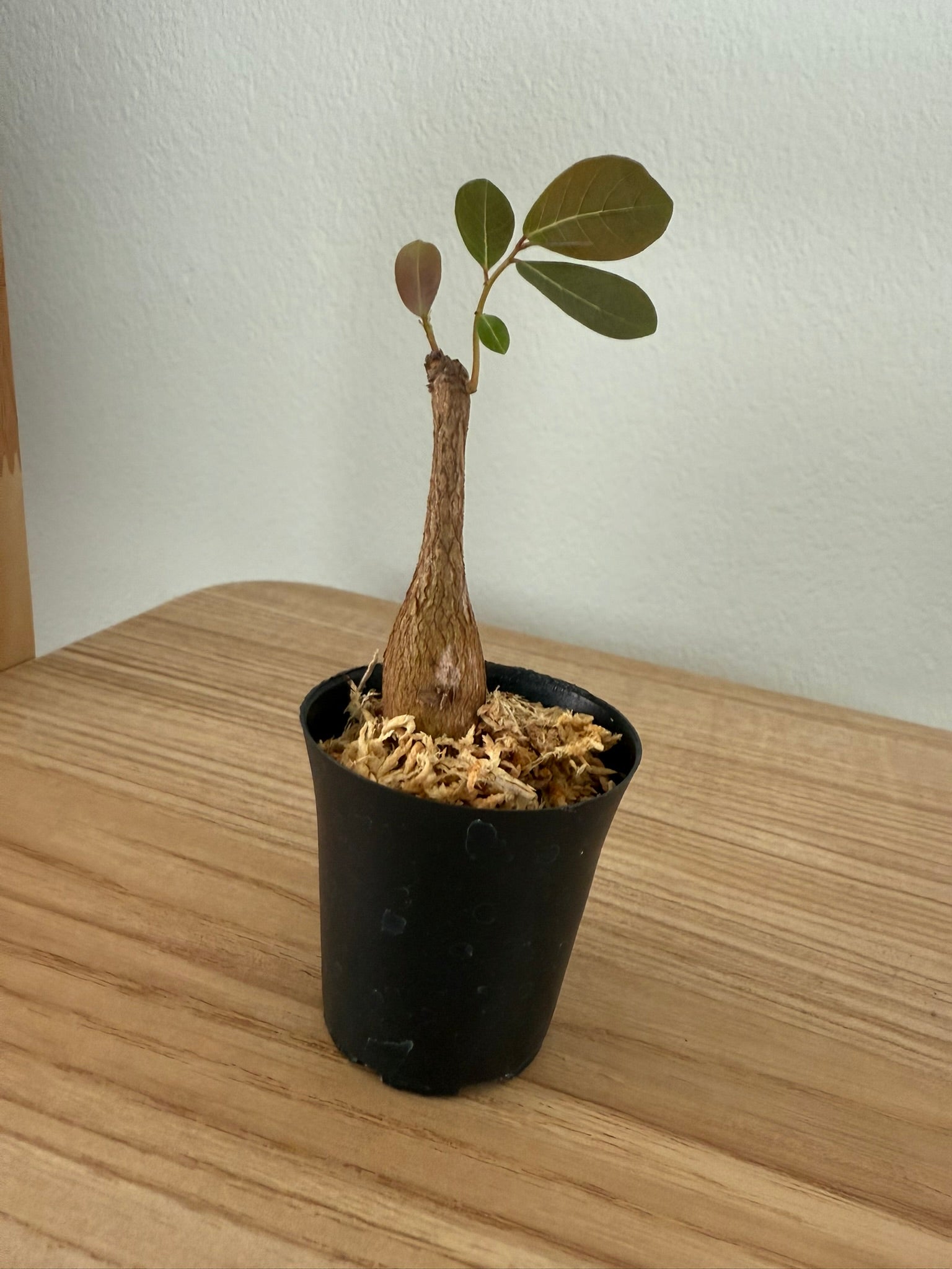 Phyllanthus mirabilis