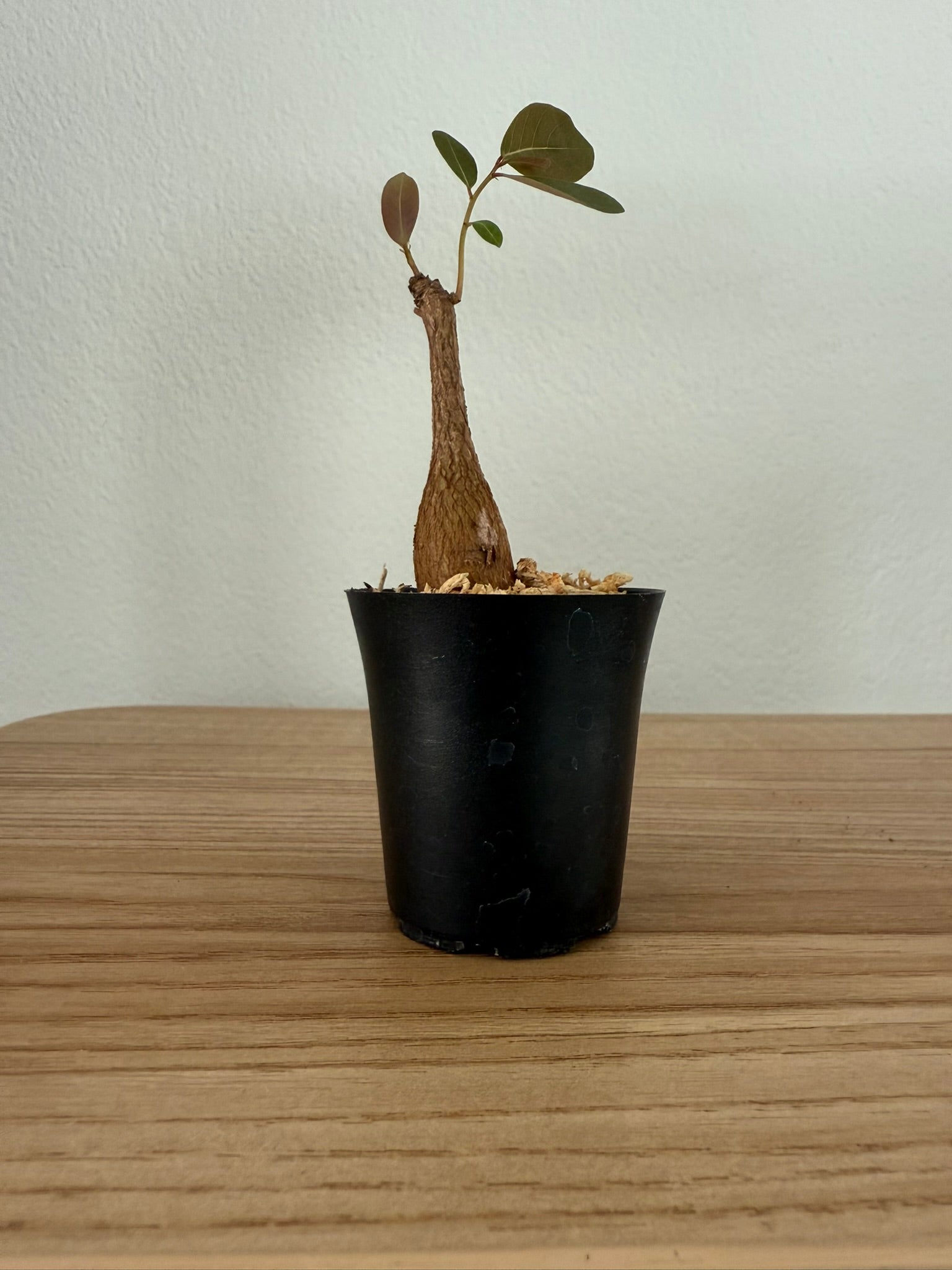 Phyllanthus mirabilis