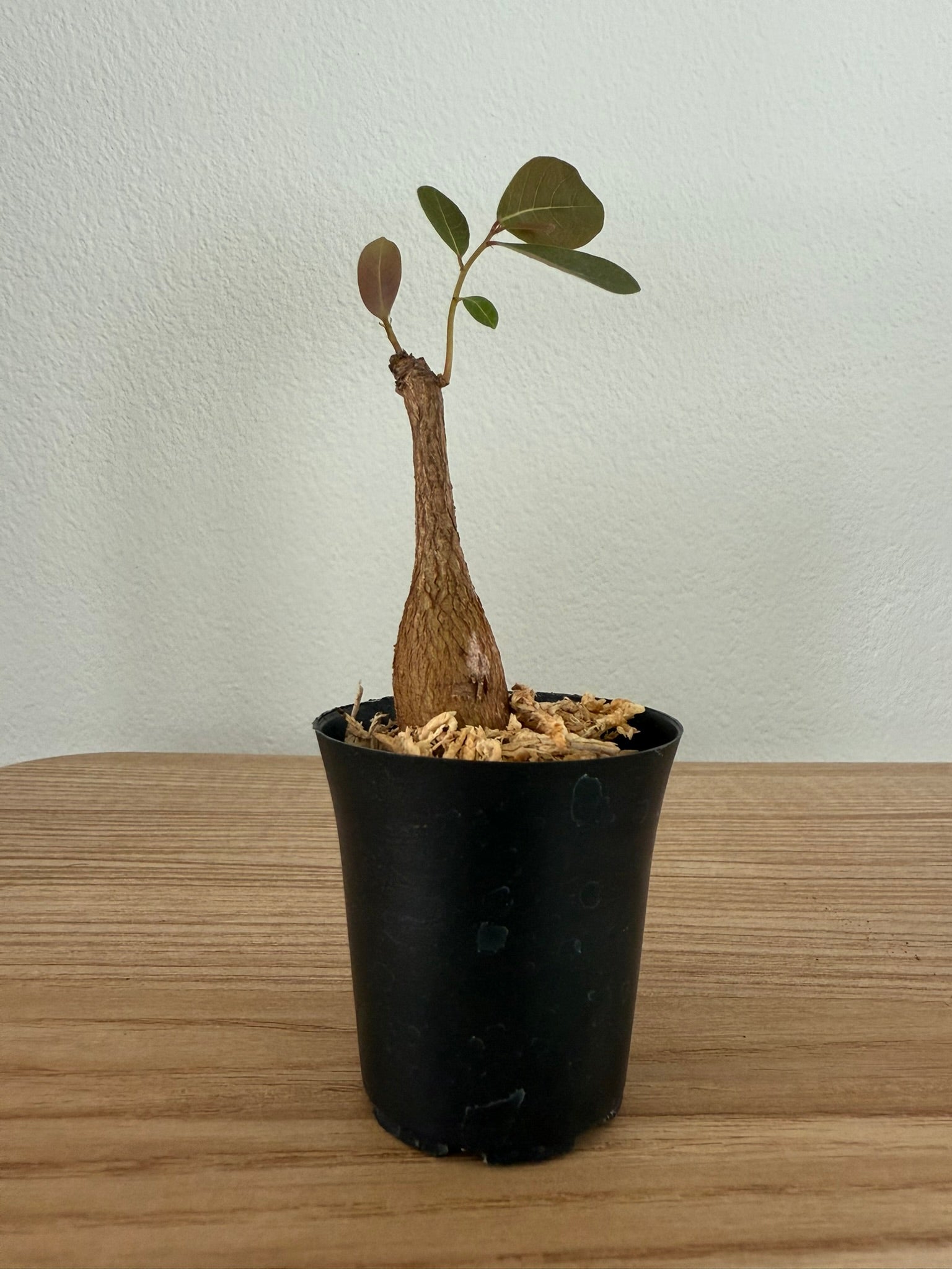 Phyllanthus mirabilis