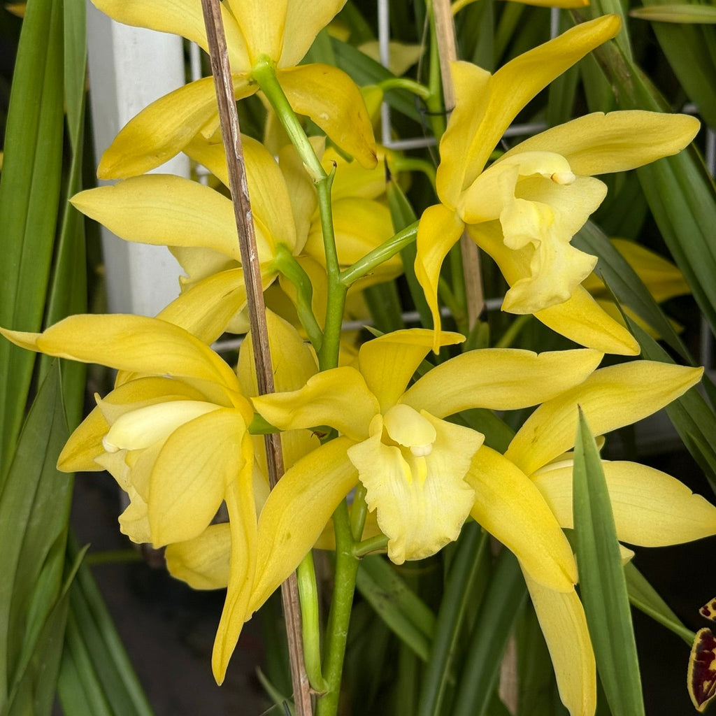 Cymbidium Golden Vanguard