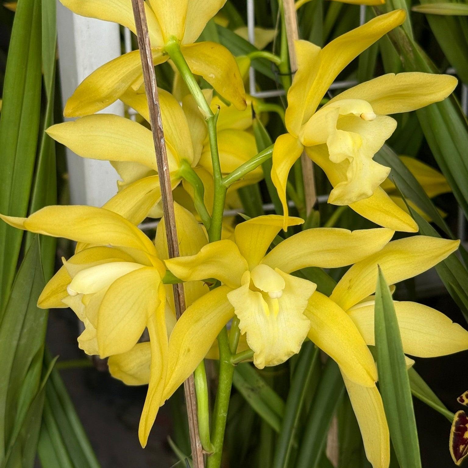Cymbidium Golden Vanguard