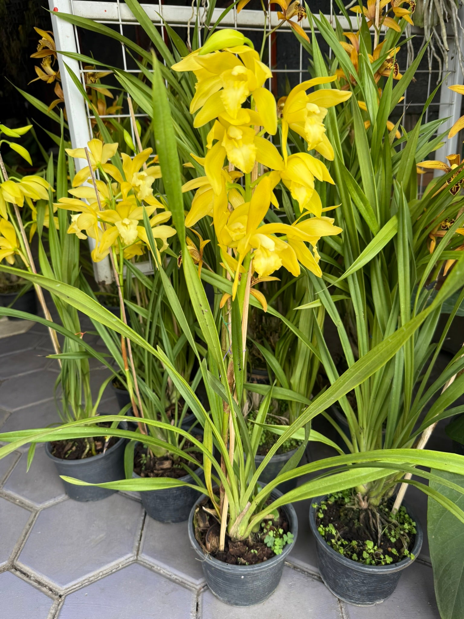 Cymbidium Golden Vanguard
