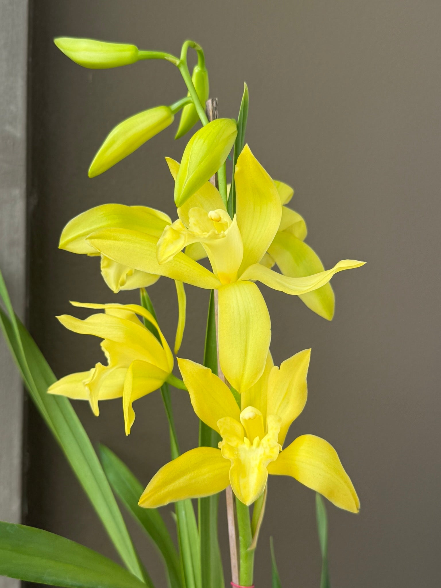 Cymbidium Golden Vanguard