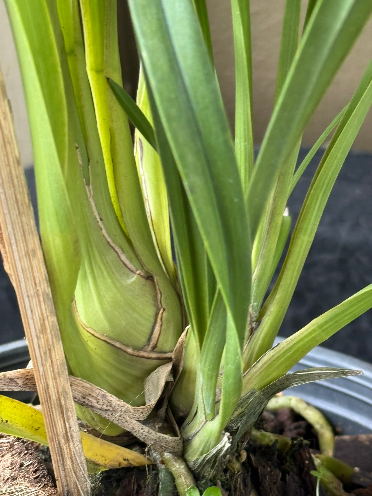 Cymbidium Golden Vanguard