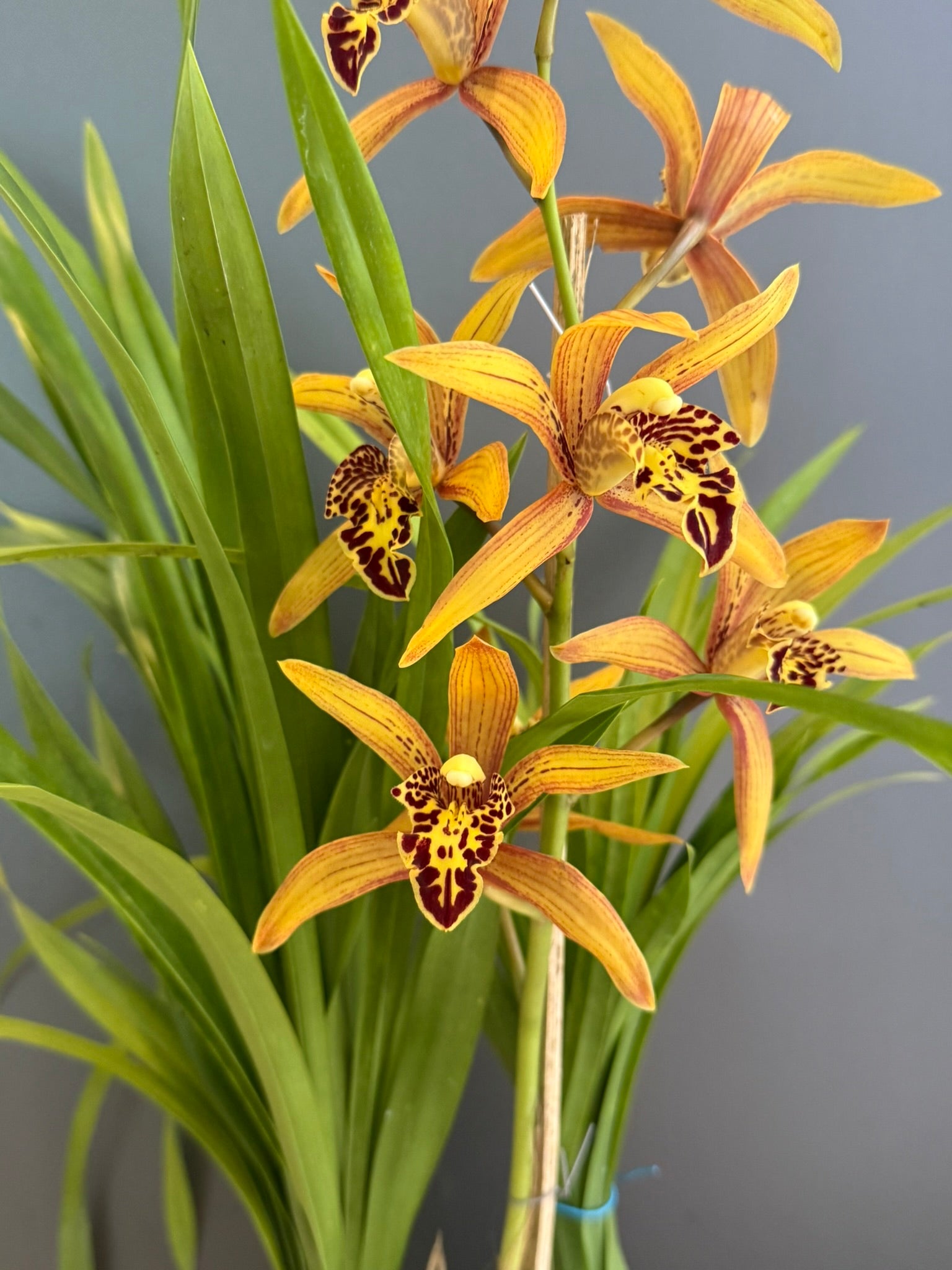 Cymbidium Chen's Ruby