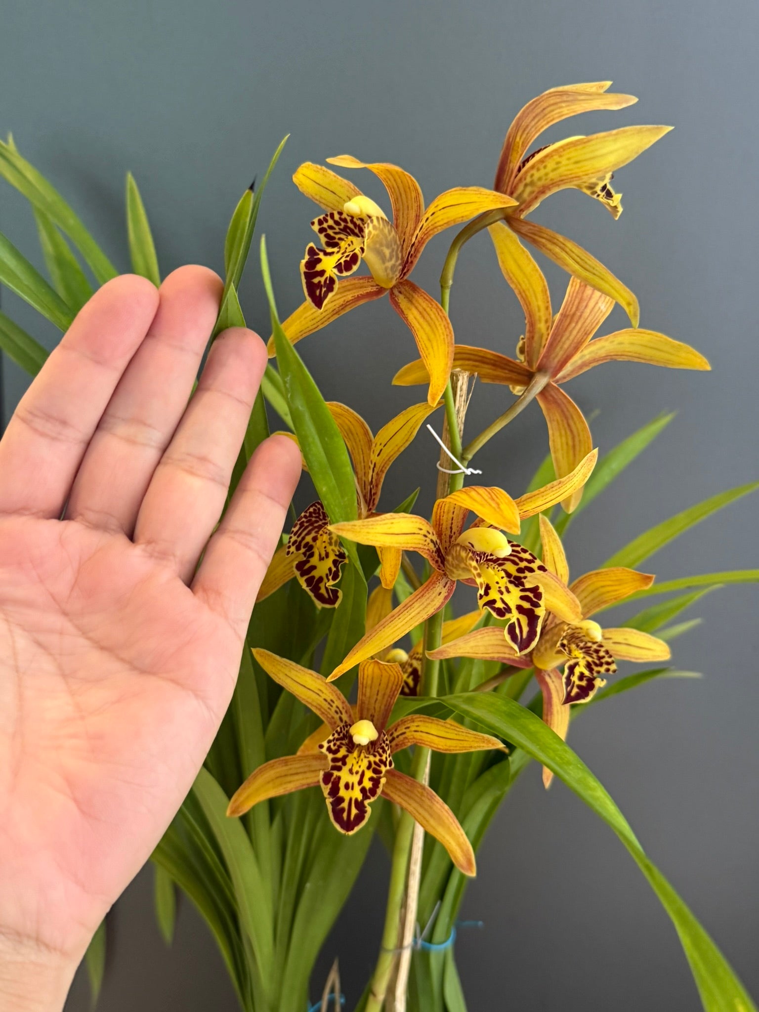 Cymbidium Chen's Ruby