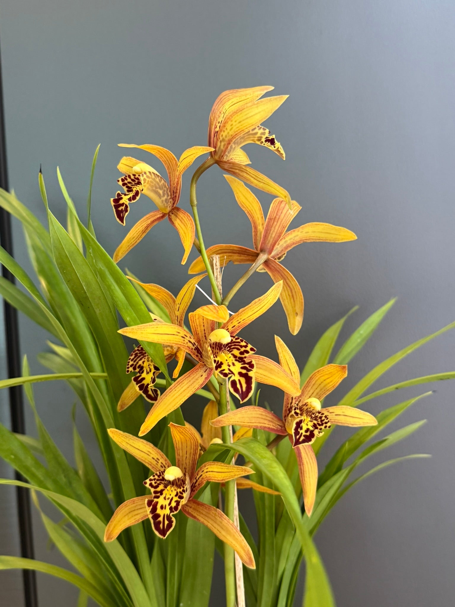 Cymbidium Chen's Ruby