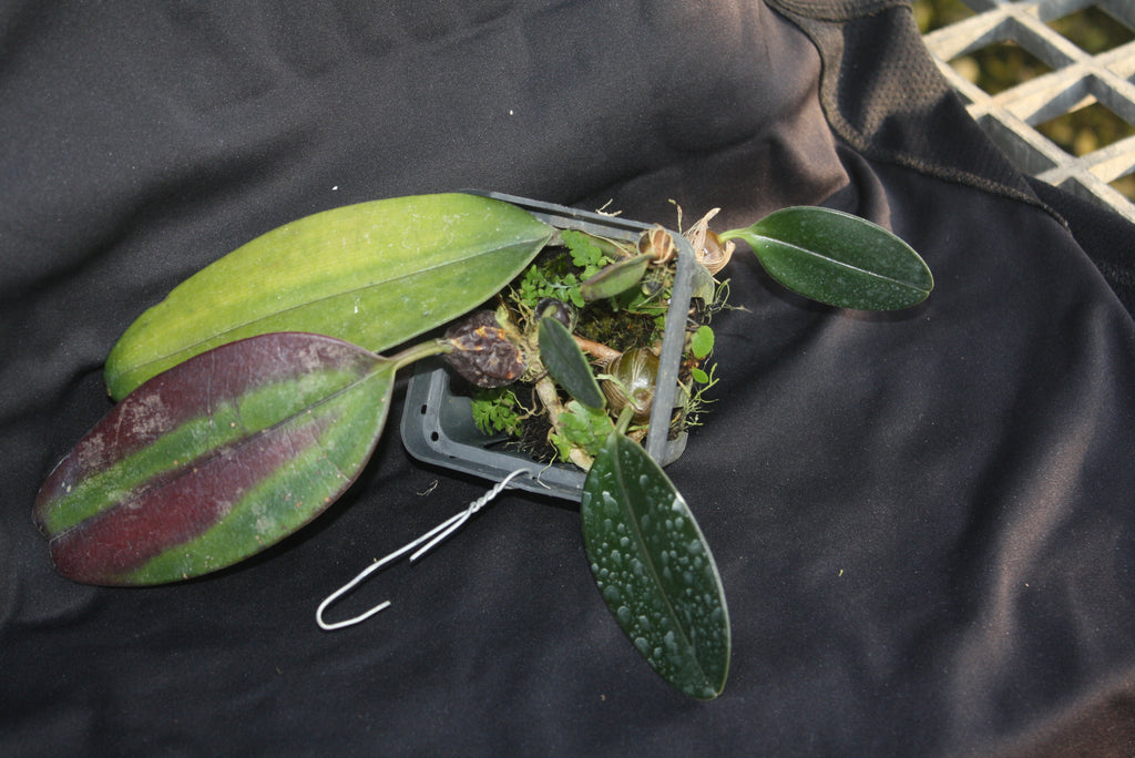Bulbophyllum sigaldiae - PotPlantPetal