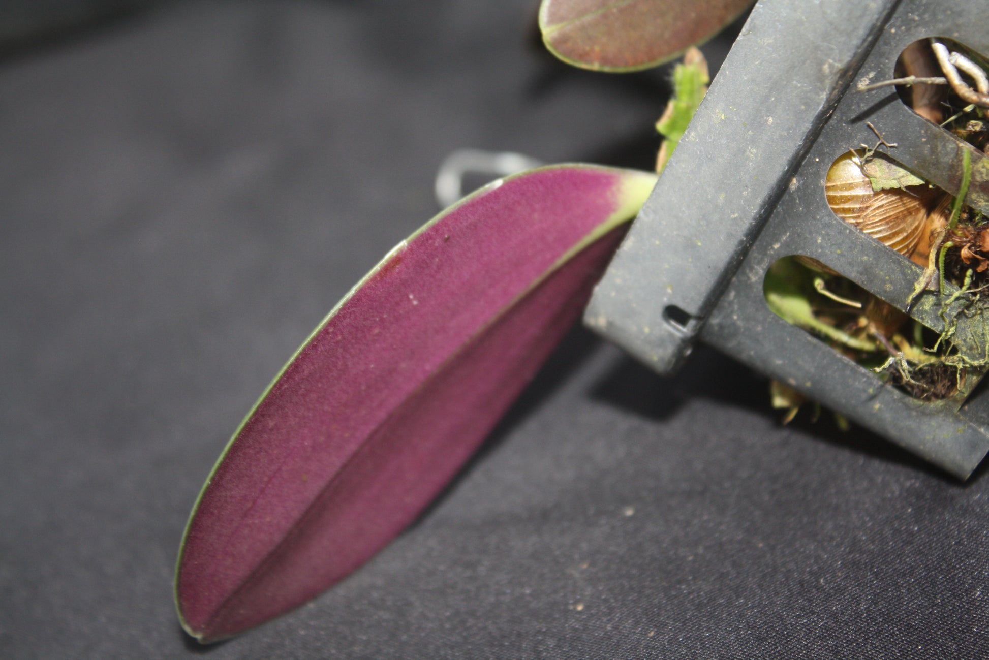 Bulbophyllum sigaldiae - PotPlantPetal