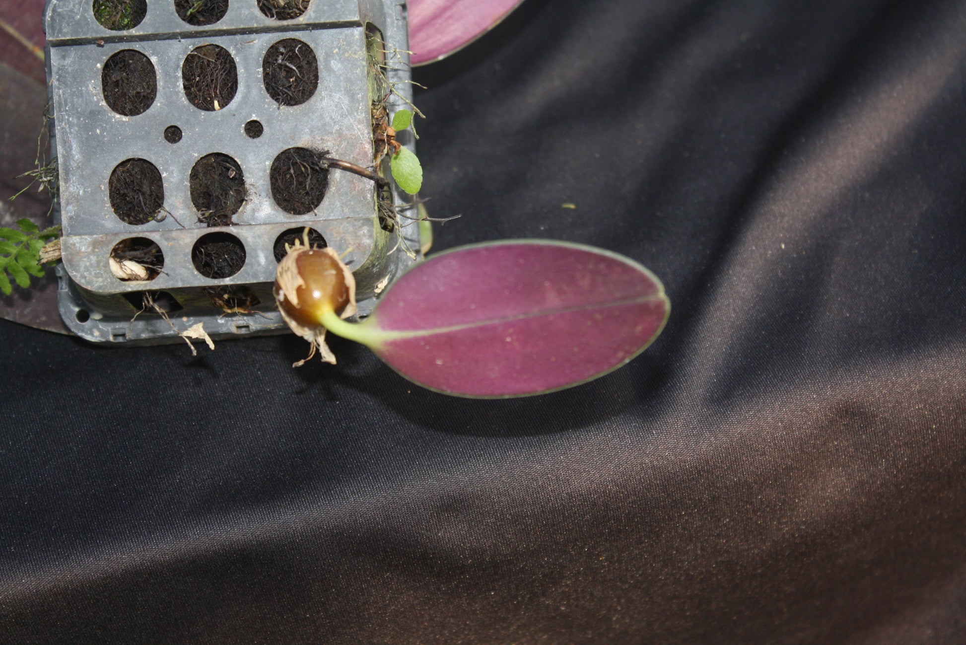 Bulbophyllum sigaldiae - PotPlantPetal