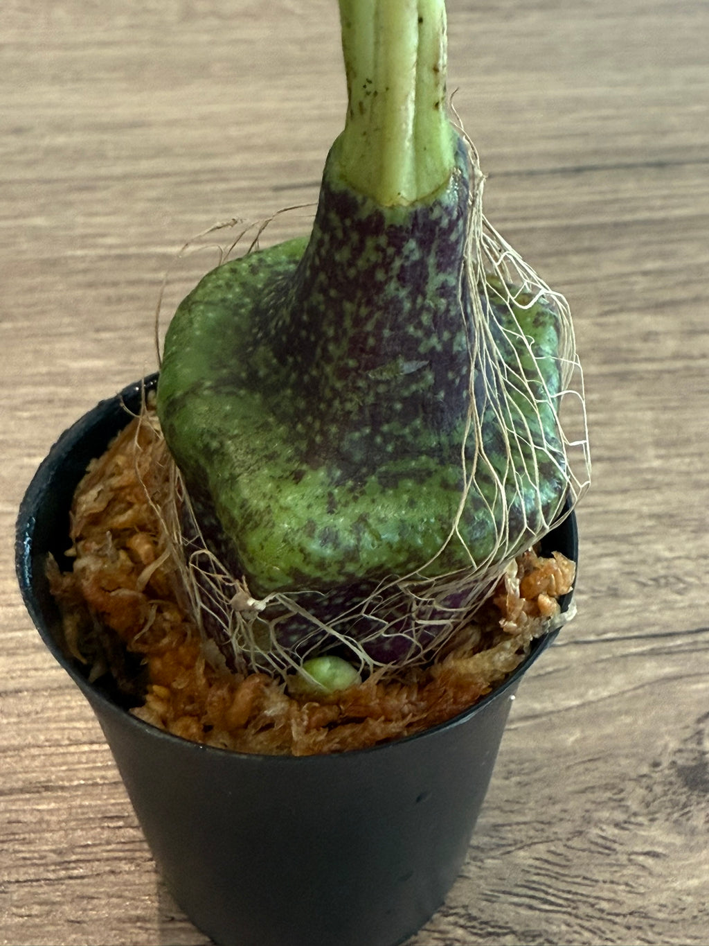 Pleione praecox (Thailand)