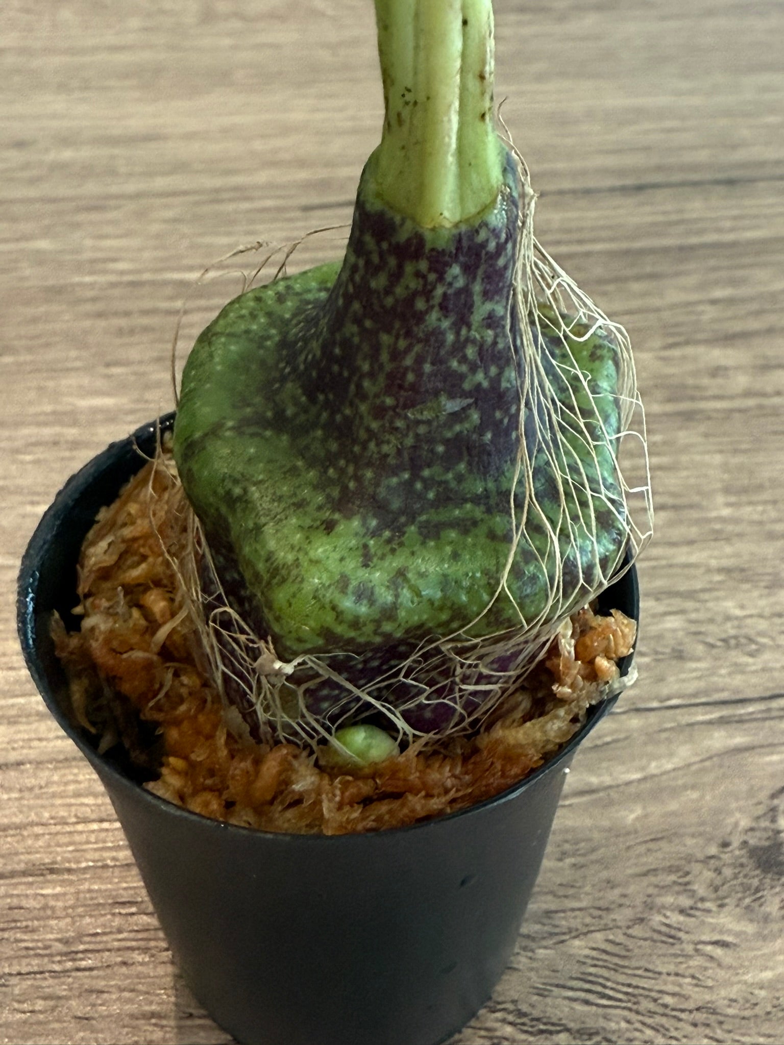 Pleione praecox (Thailand)