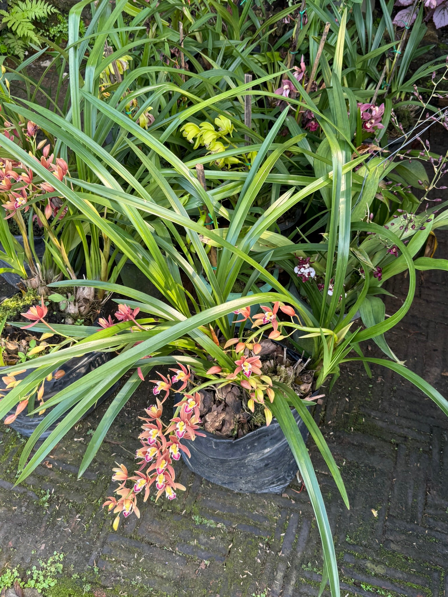 Cymbidium Red