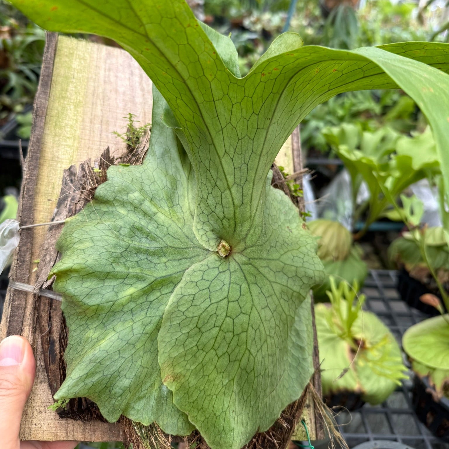 Platycerium superbum