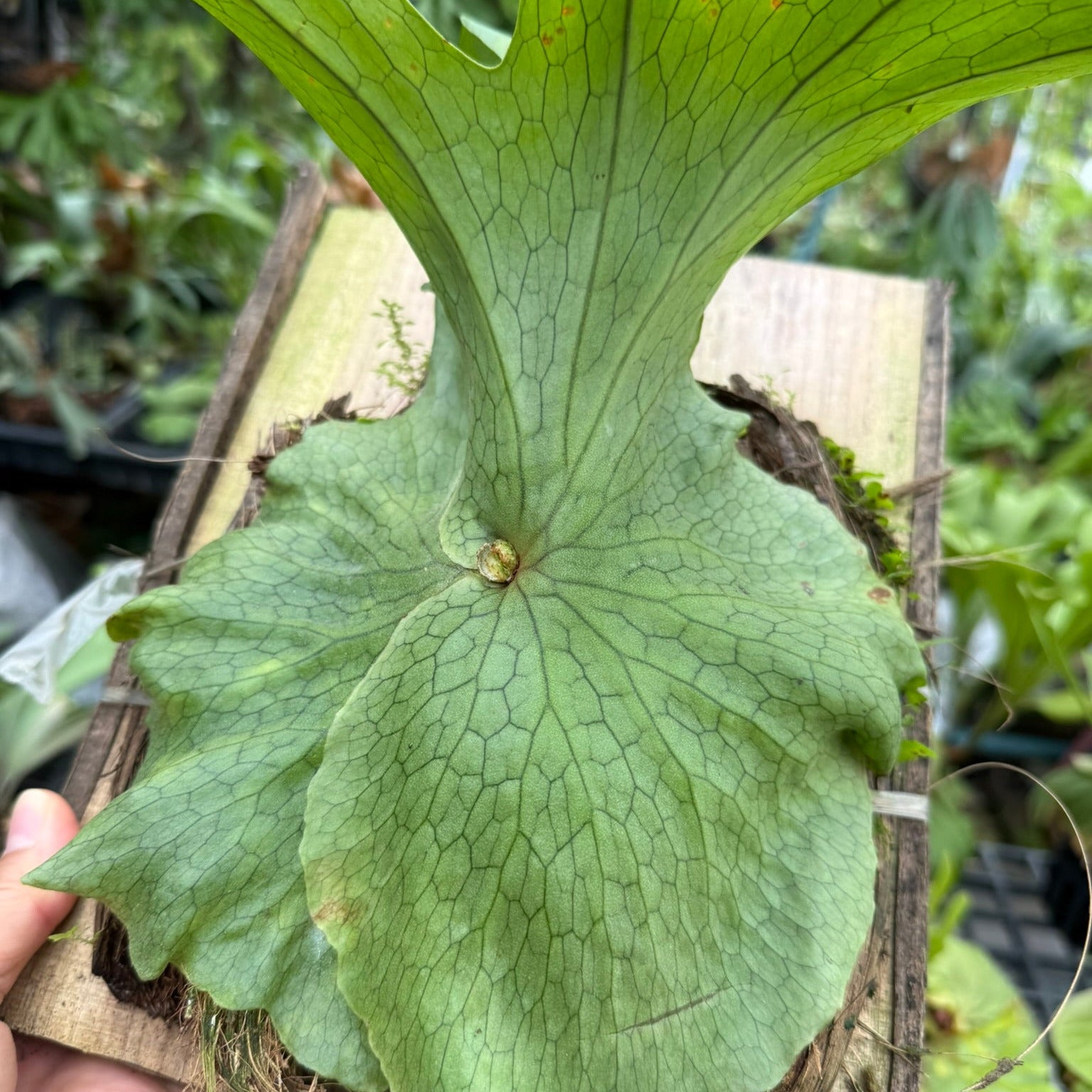 Platycerium superbum