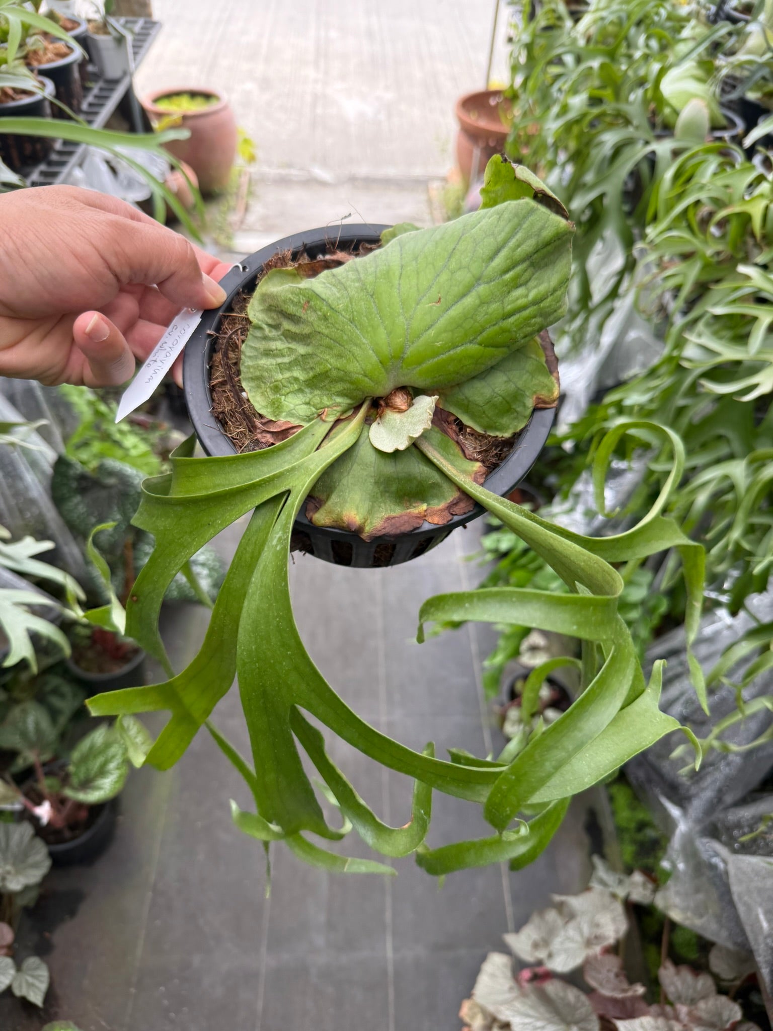 Platycerium coronarium 'Cv. White'