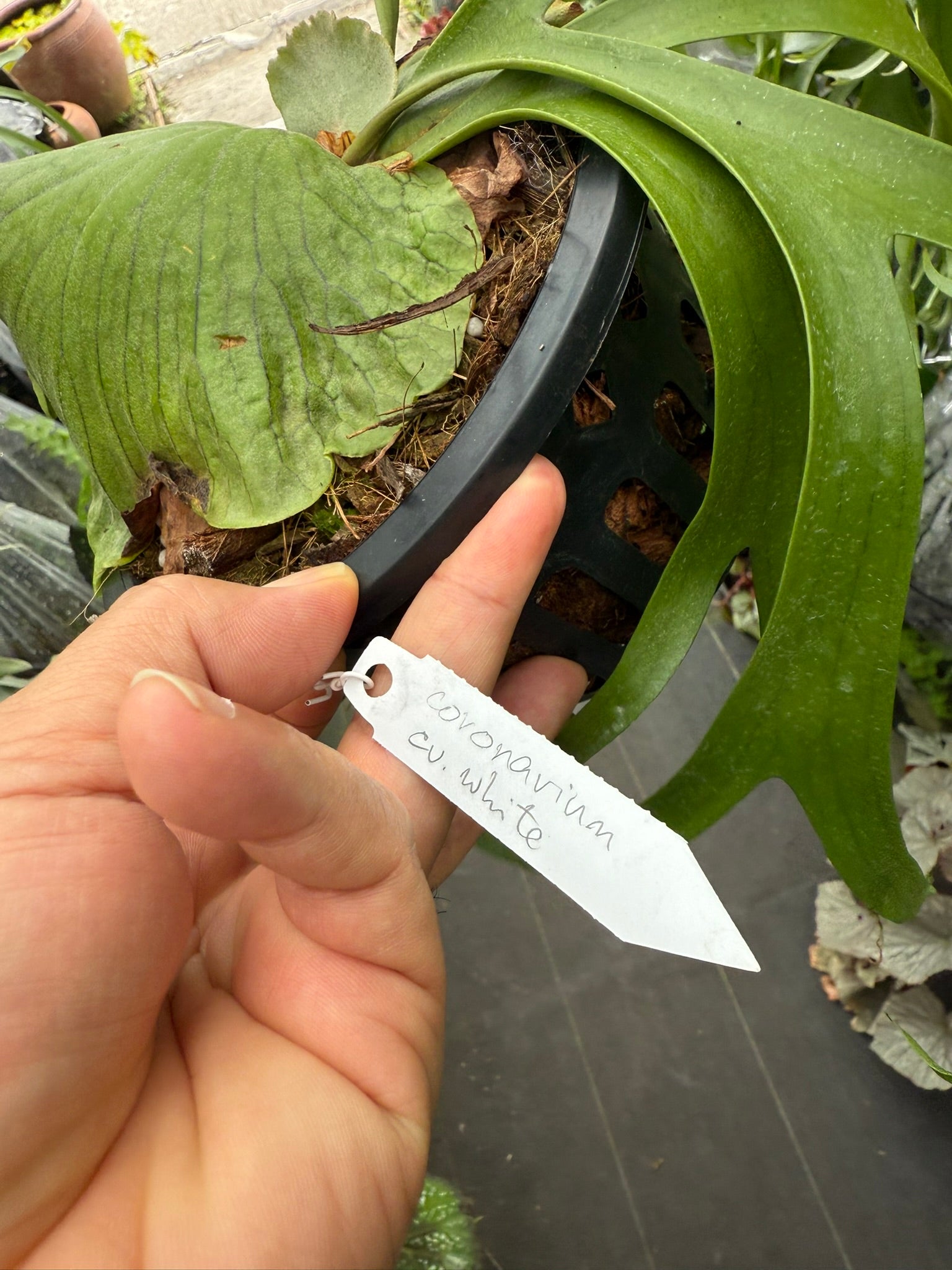 Platycerium coronarium 'Cv. White'