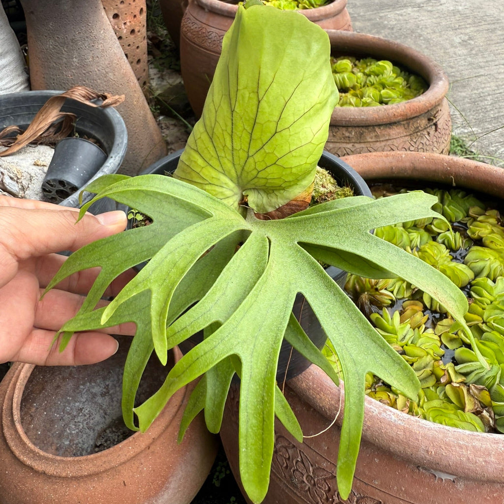 Platycerium coronarium Dwarf Philippine
