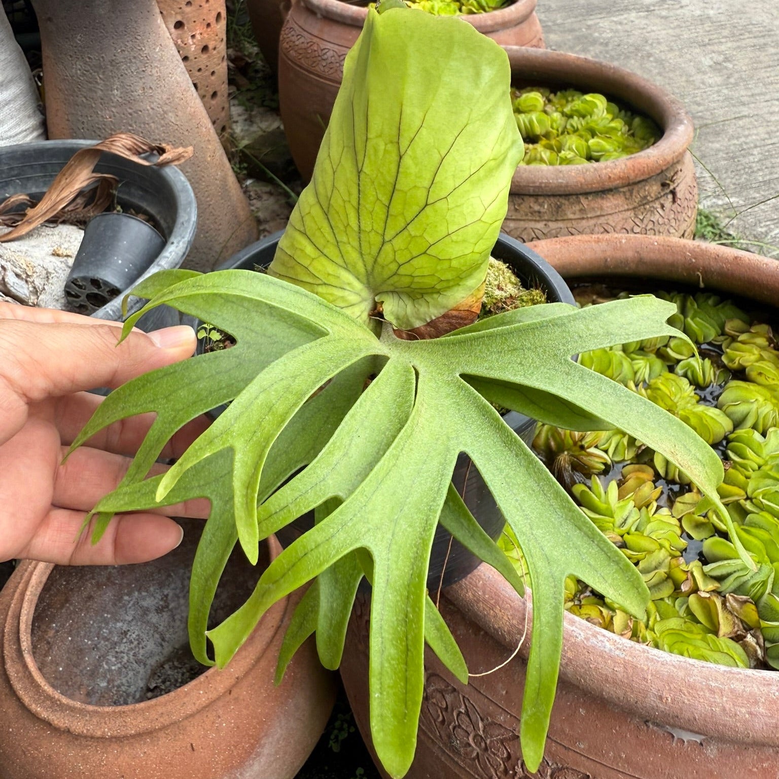 Platycerium coronarium Dwarf Philippine