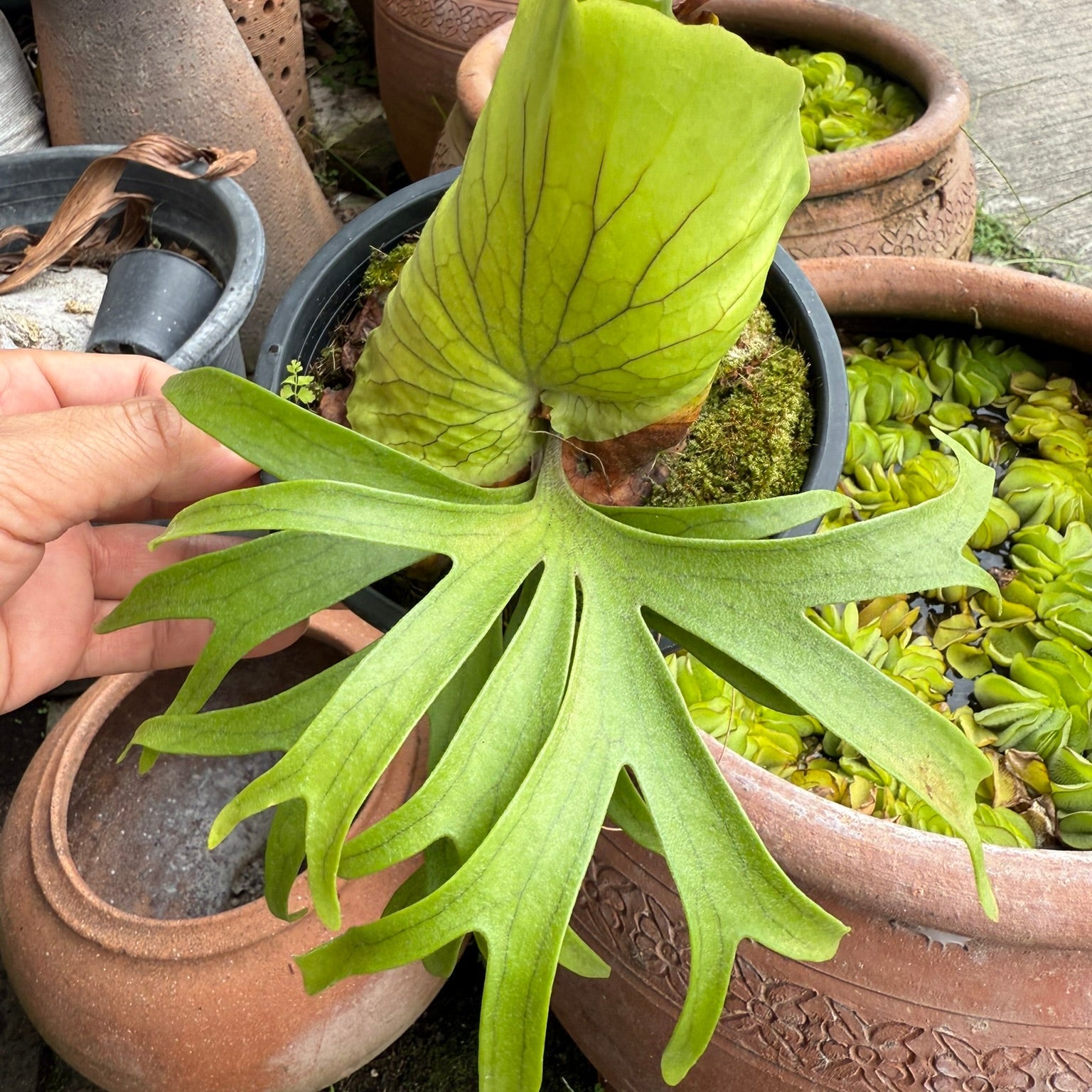 Platycerium coronarium Dwarf Philippine