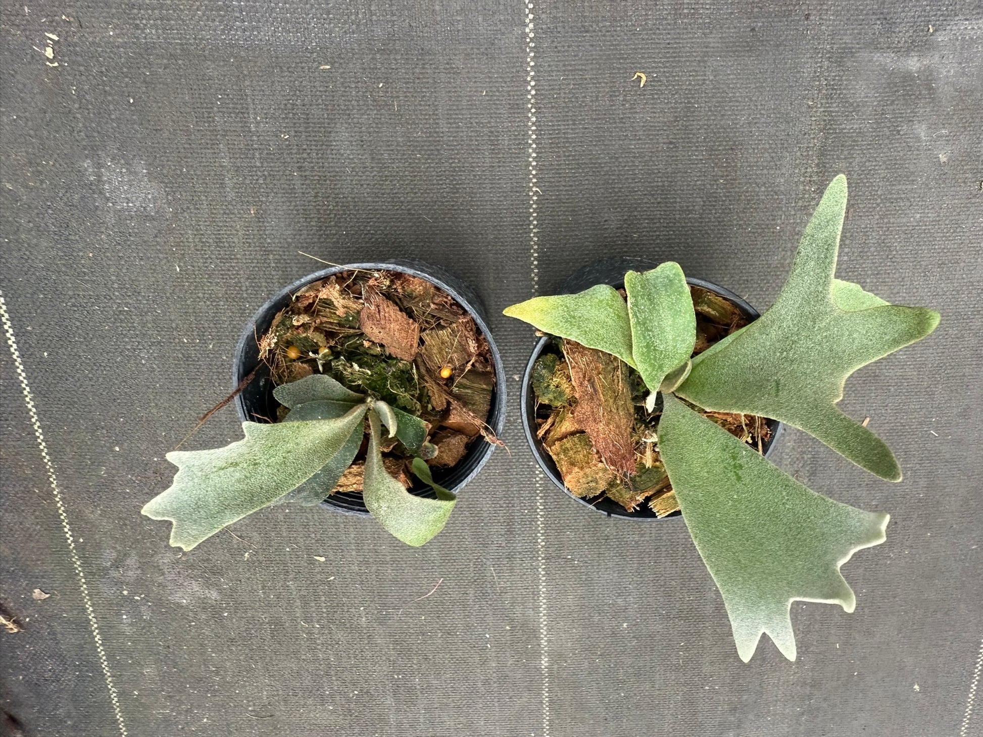 Platycerium willinckii "Yellow Moon"