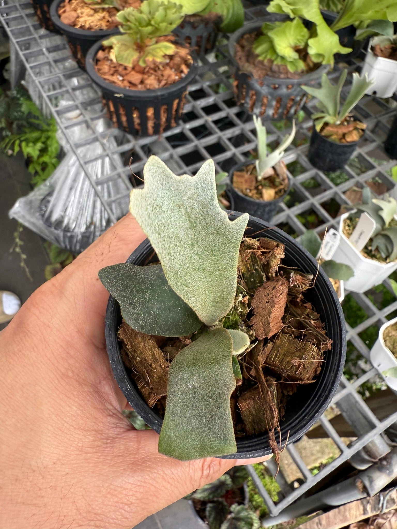 Platycerium willinckii "Yellow Moon"