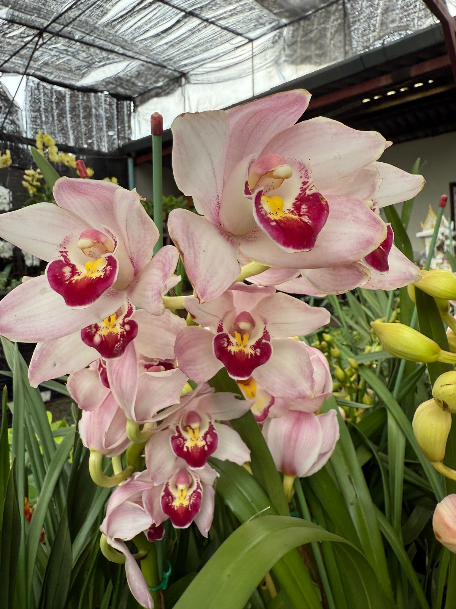 Cymbidium Pink