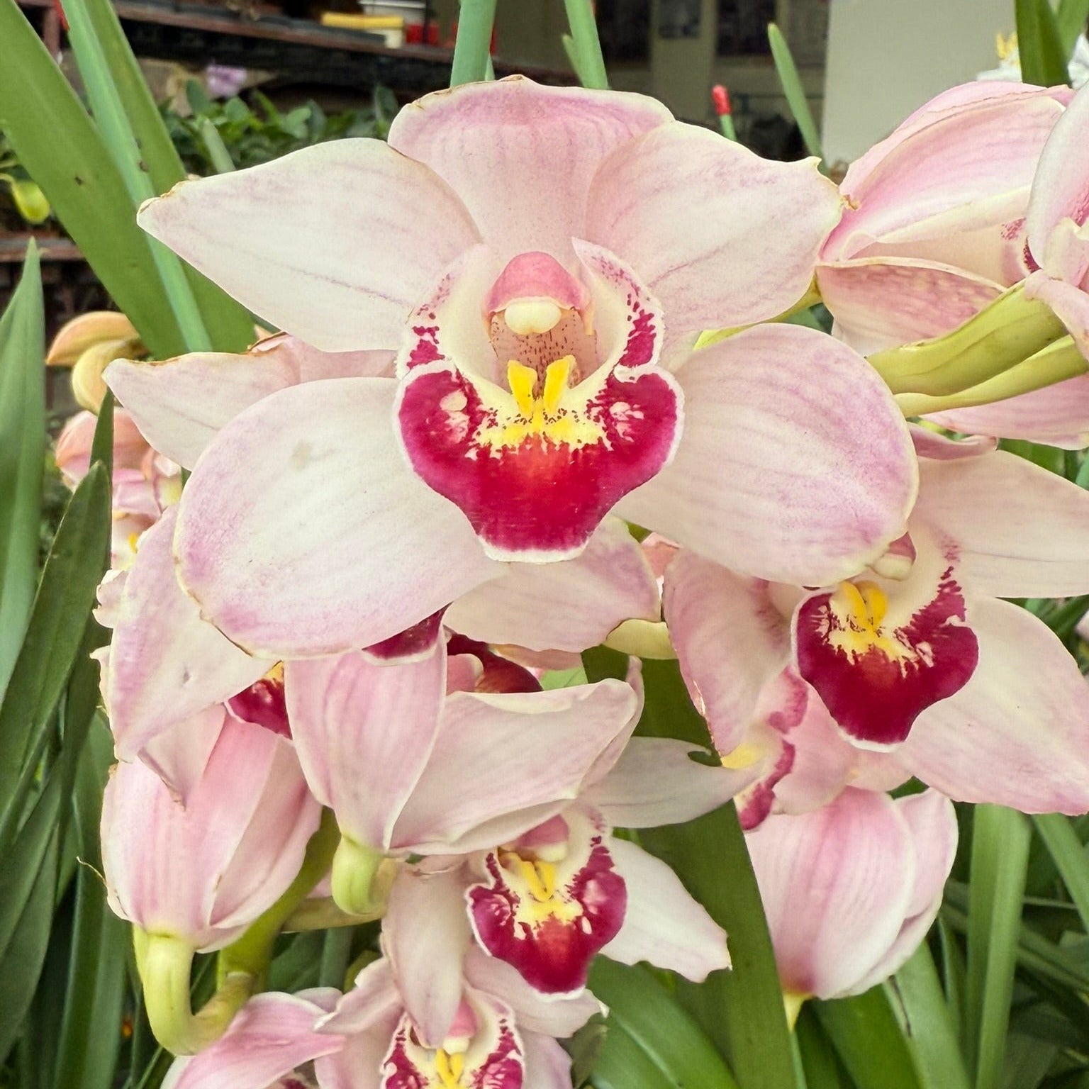 Cymbidium Pink