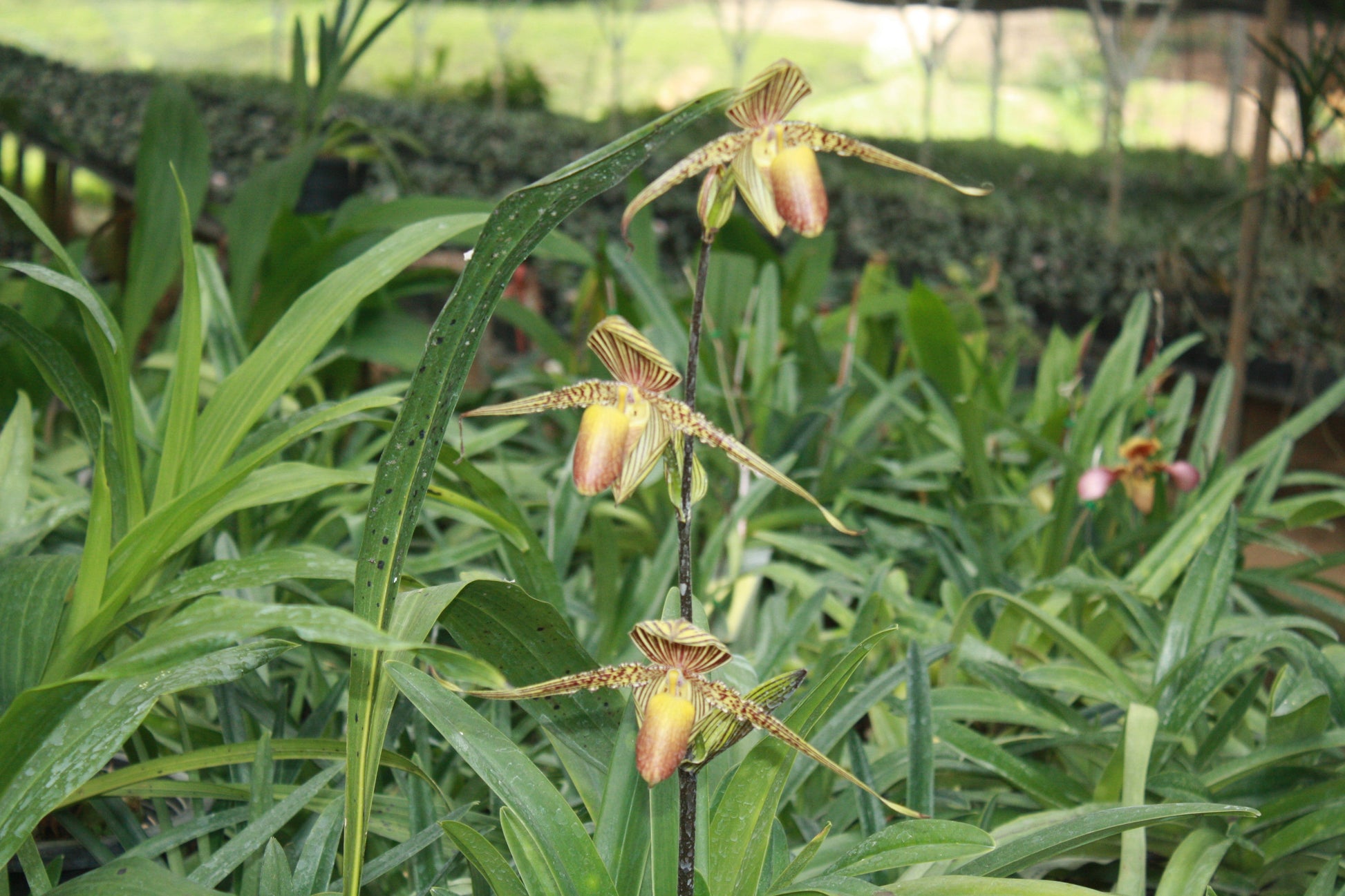 Paphiopedilum rothschildianum - PotPlantPetal